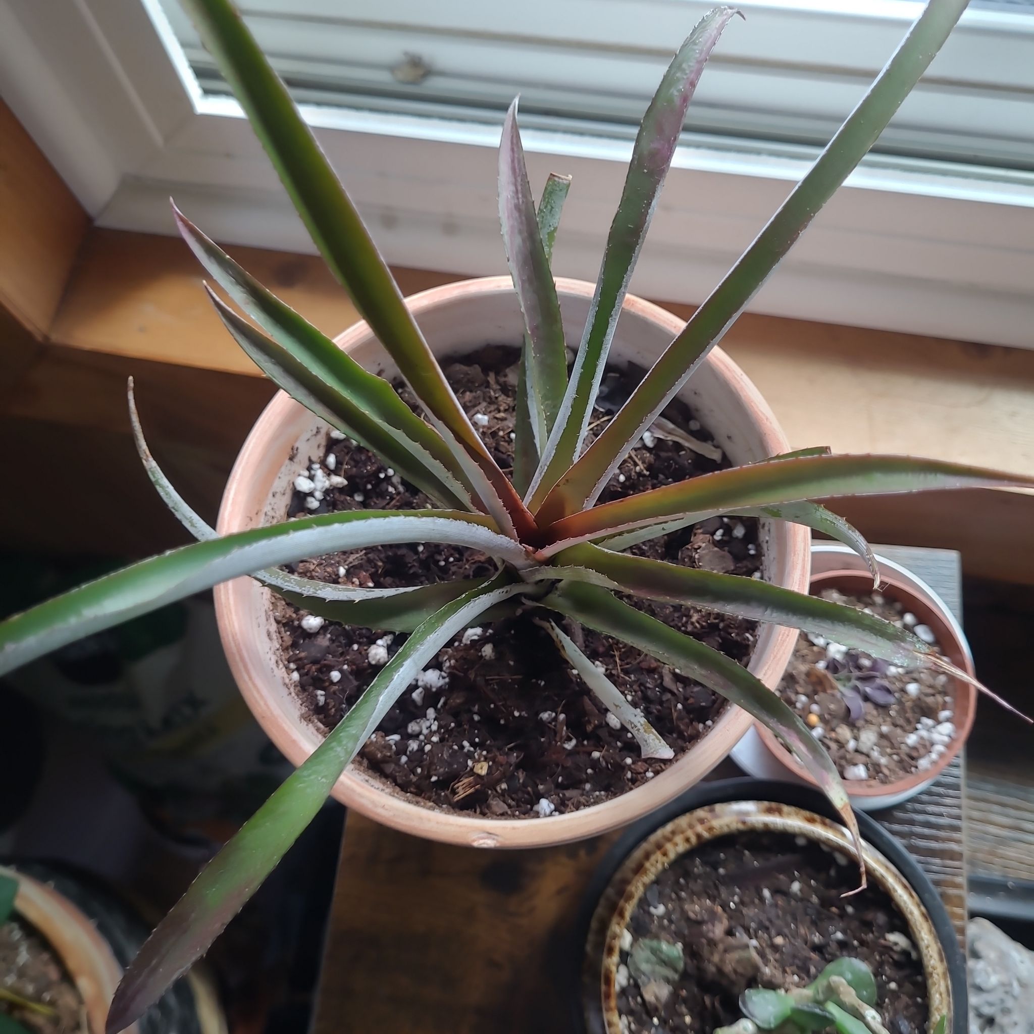 Photo of the plant species Cryptanthus 'Ruber' by @GracedStrapwort named Hamilton on Greg, the plant care app