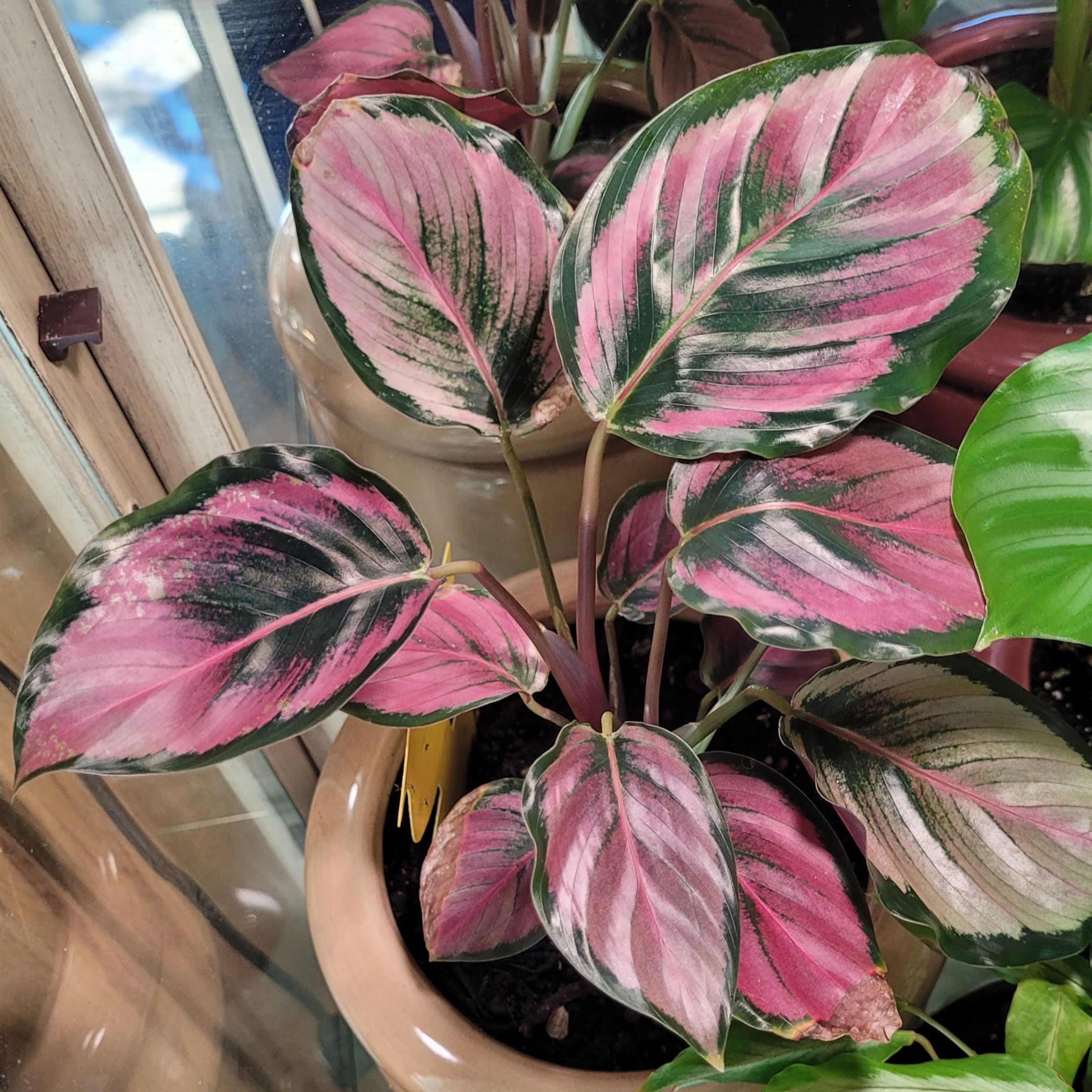 Photo of the plant species Calathea Rosy by @GracedStrapwort named Brandy on Greg, the plant care app