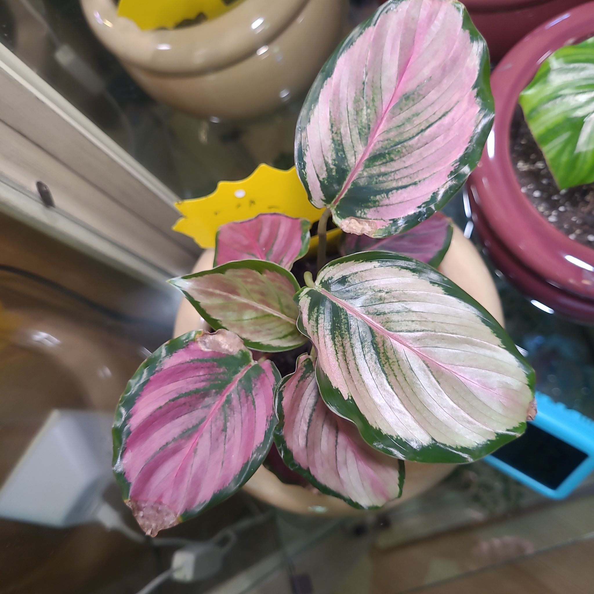 Photo of the plant species Calathea Rosy by @GracedStrapwort named Brandy on Greg, the plant care app