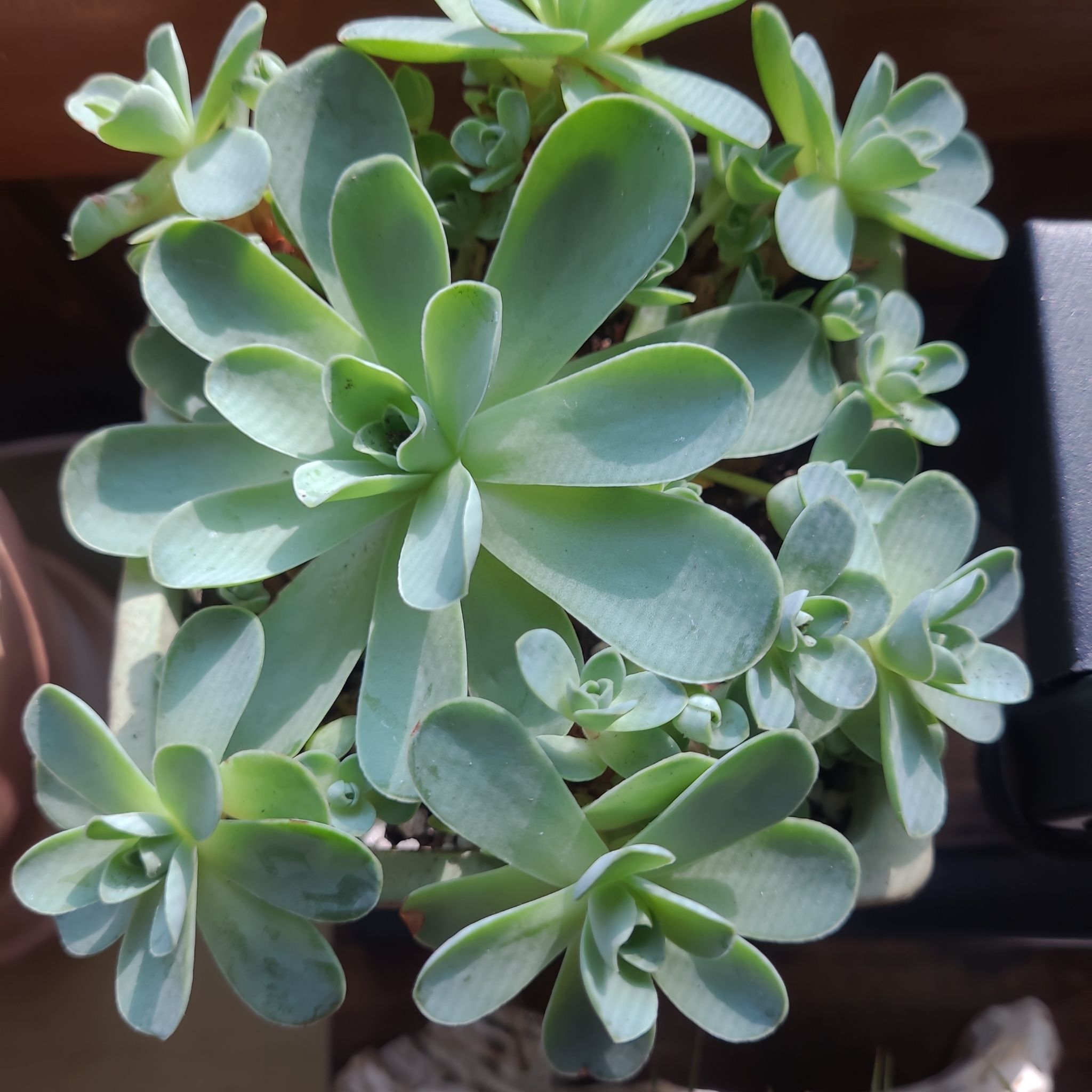 Photo of the plant species Mountain Rose by @GracedStrapwort named Harper on Greg, the plant care app