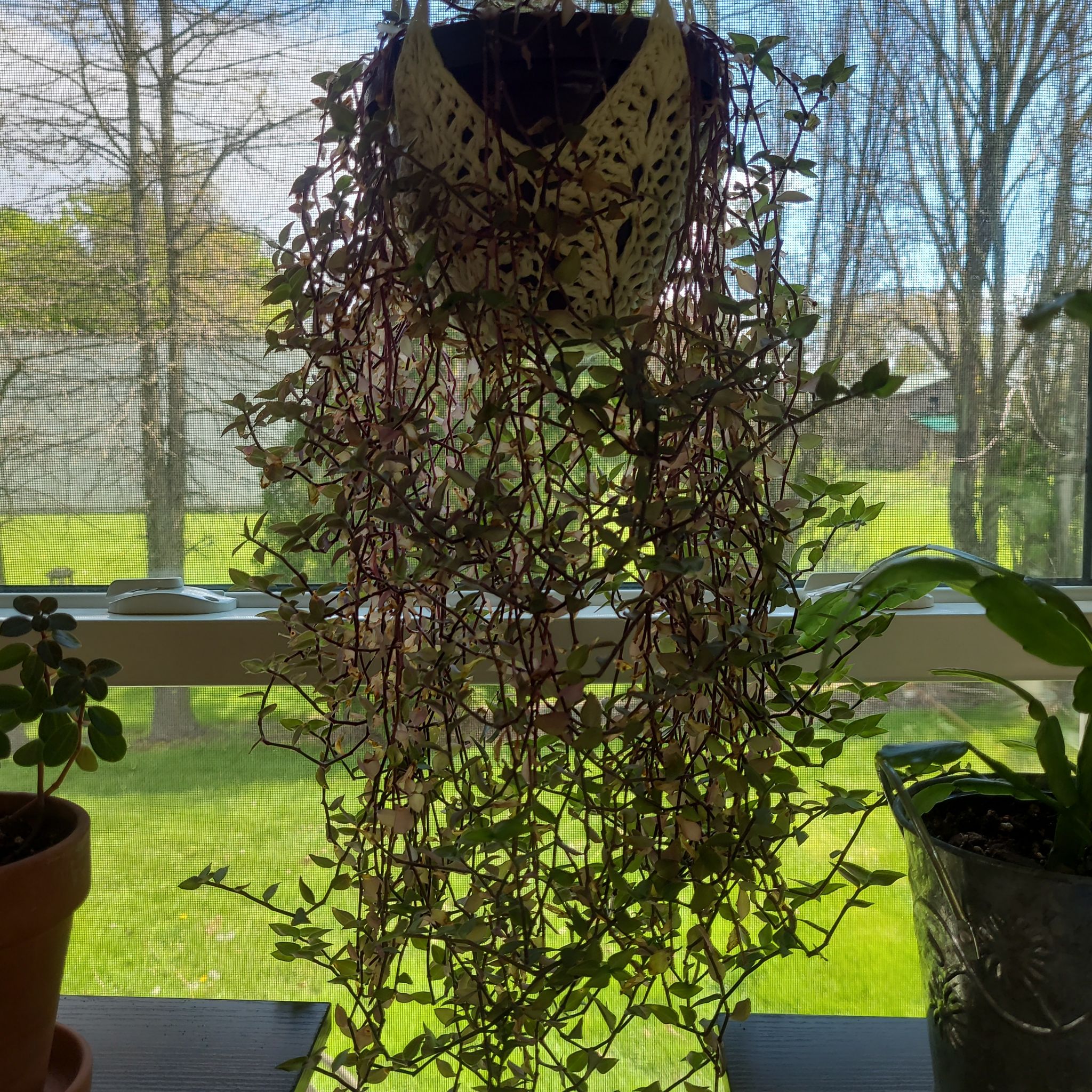 Photo of the plant species Callisia 'Gold' by @GracedStrapwort named Callie on Greg, the plant care app