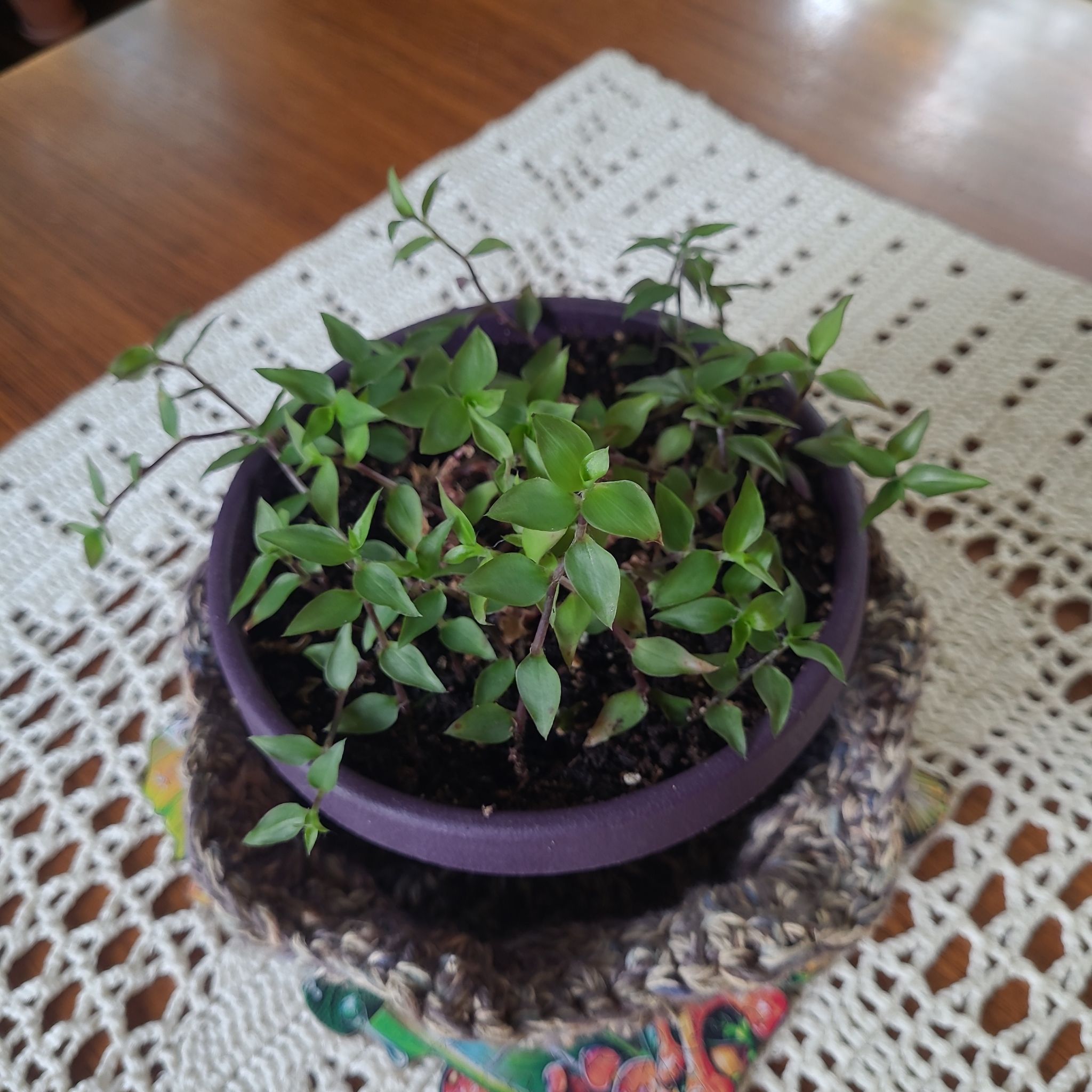 Photo of the plant species Callisia 'Gold' by @GracedStrapwort named Callie on Greg, the plant care app