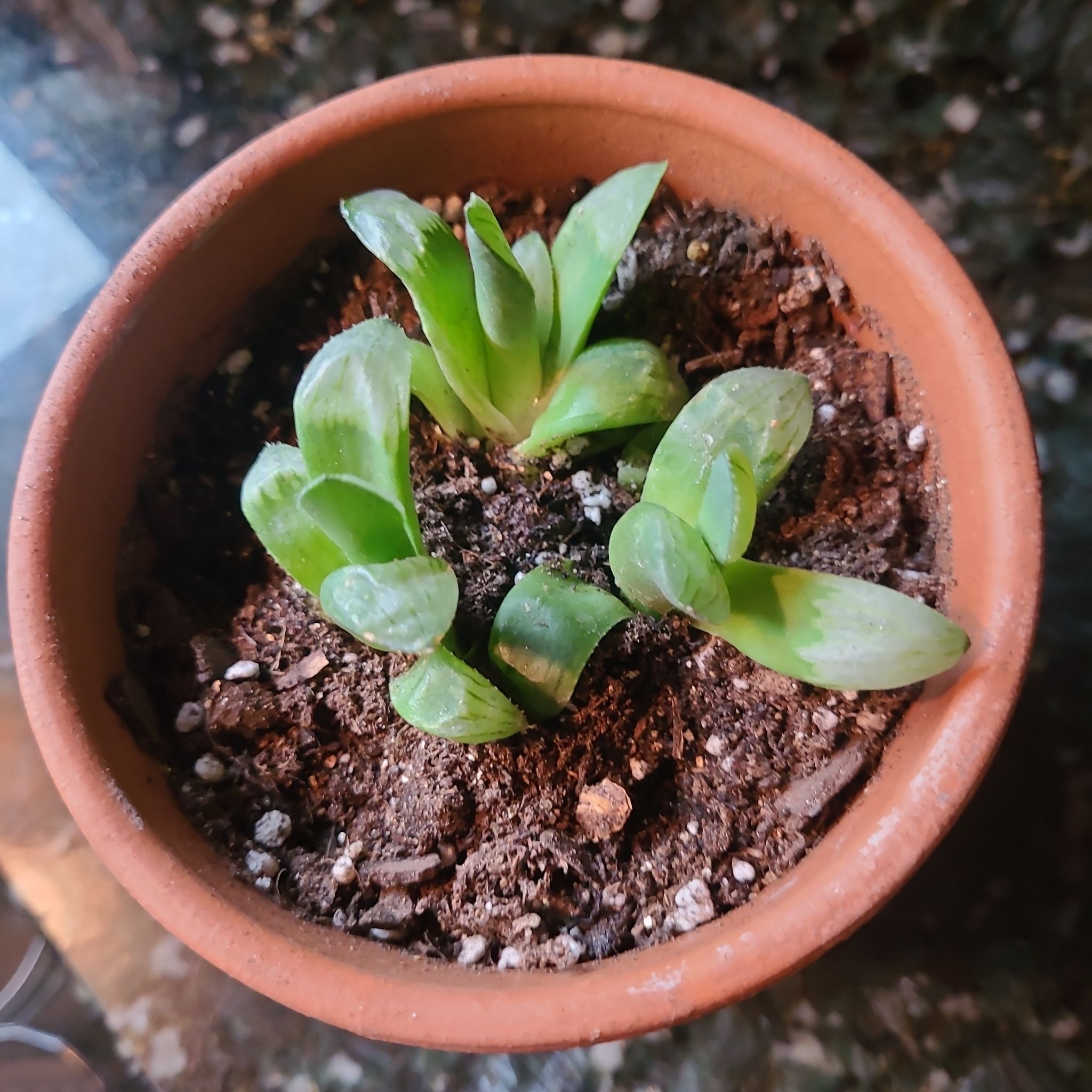 Photo of the plant species Haworthia byakuya by @GracedStrapwort named Lancelot on Greg, the plant care app
