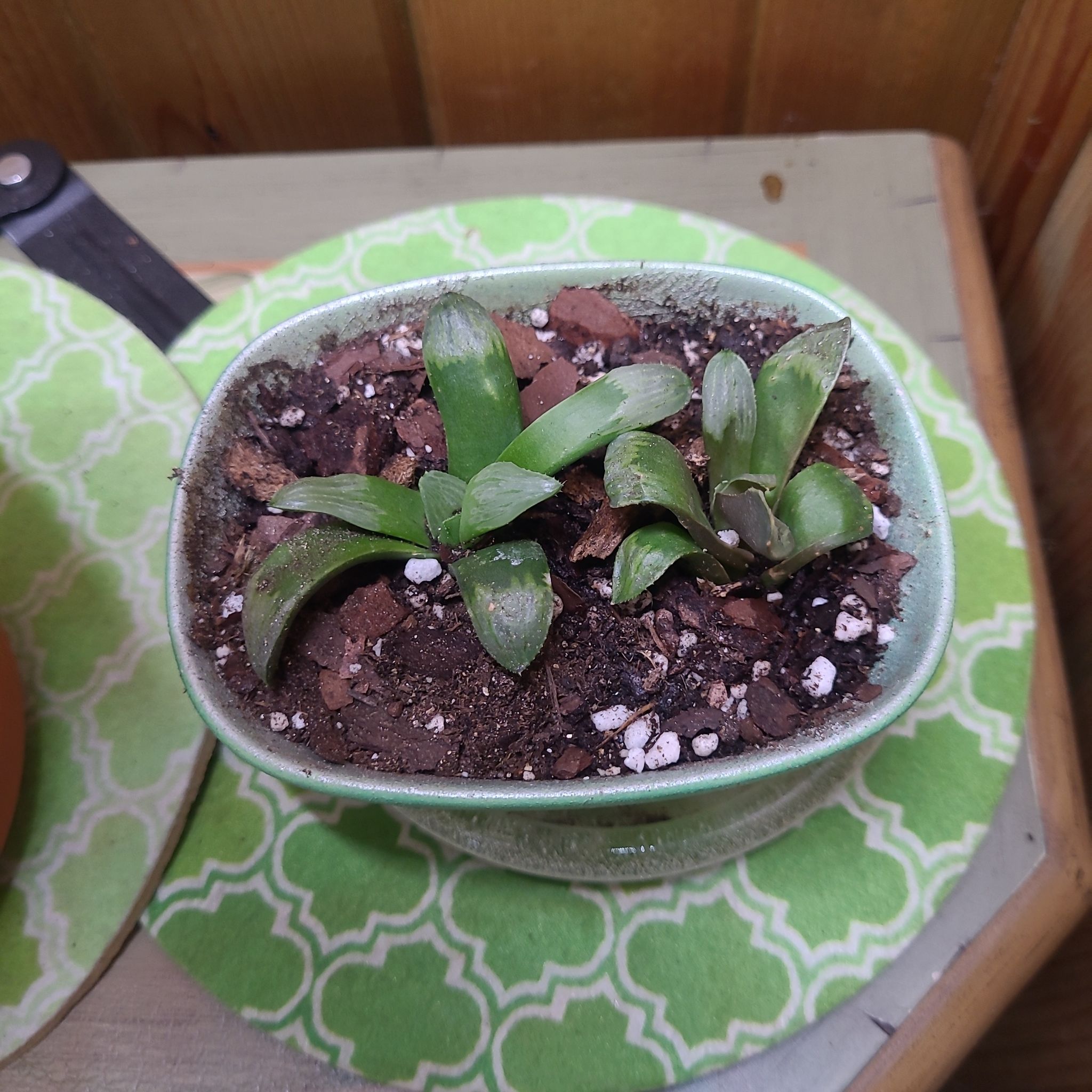 Photo of the plant species Haworthia byakuya by @GracedStrapwort named Lancelot on Greg, the plant care app