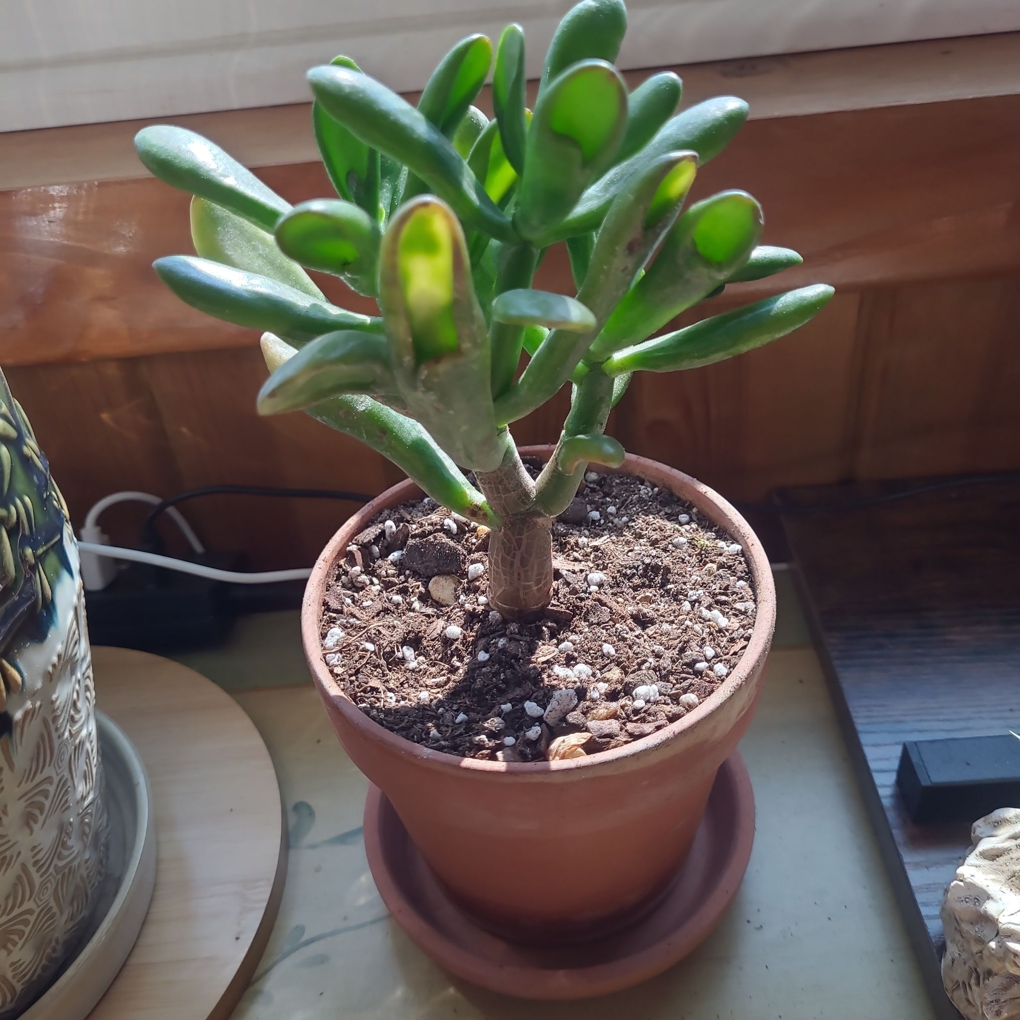 Photo of the plant species Variegated ET's Fingers by @GracedStrapwort named E.T. on Greg, the plant care app