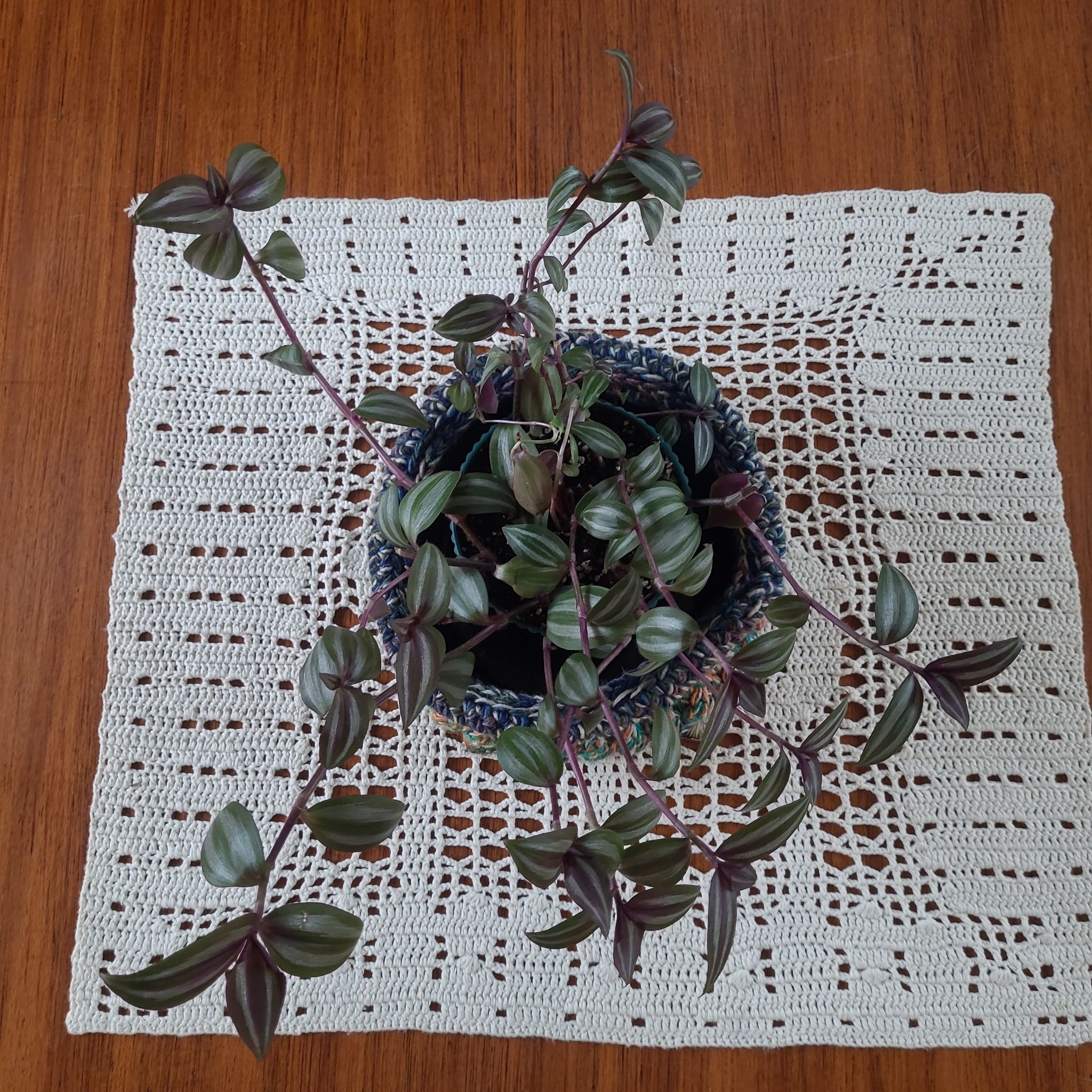 Photo of the plant species Tradescantia zebrina 'Evanesce' by @GracedStrapwort named Amy Lee on Greg, the plant care app