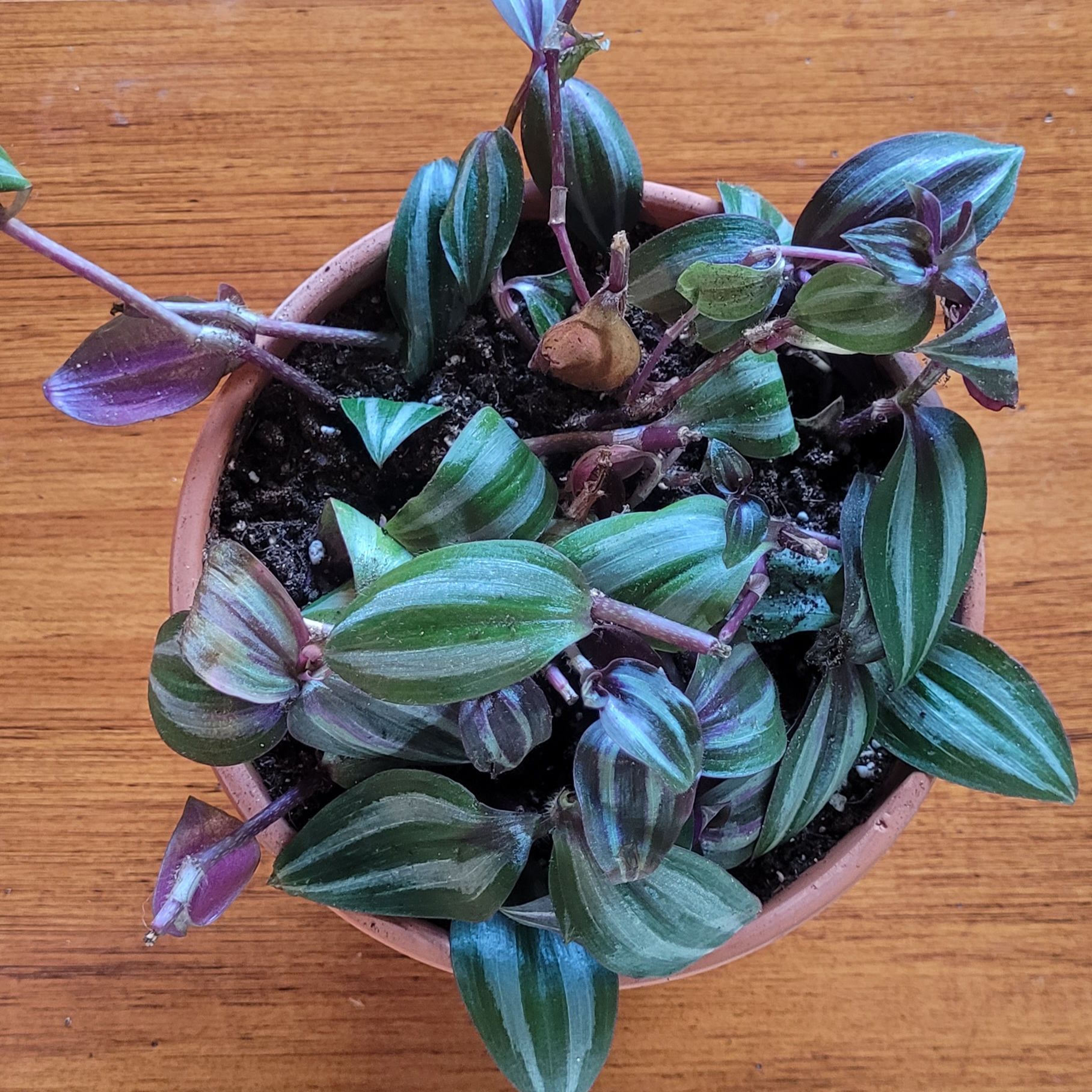 Photo of the plant species Tradescantia zebrina 'Evanesce' by @GracedStrapwort named Amy Lee on Greg, the plant care app