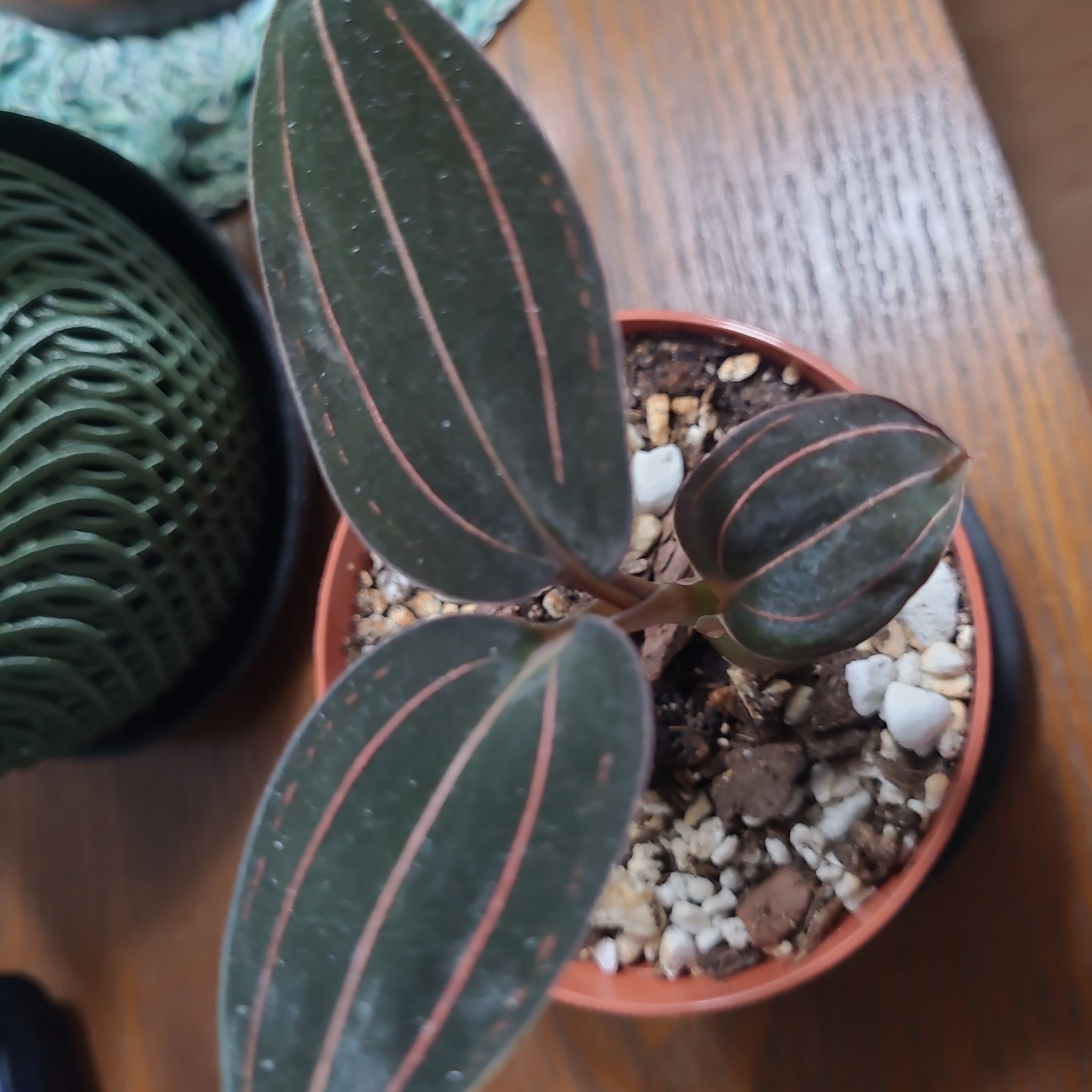 Photo of the plant species Sea Turtle Jewel Orchid by @GracedStrapwort named Raphael on Greg, the plant care app