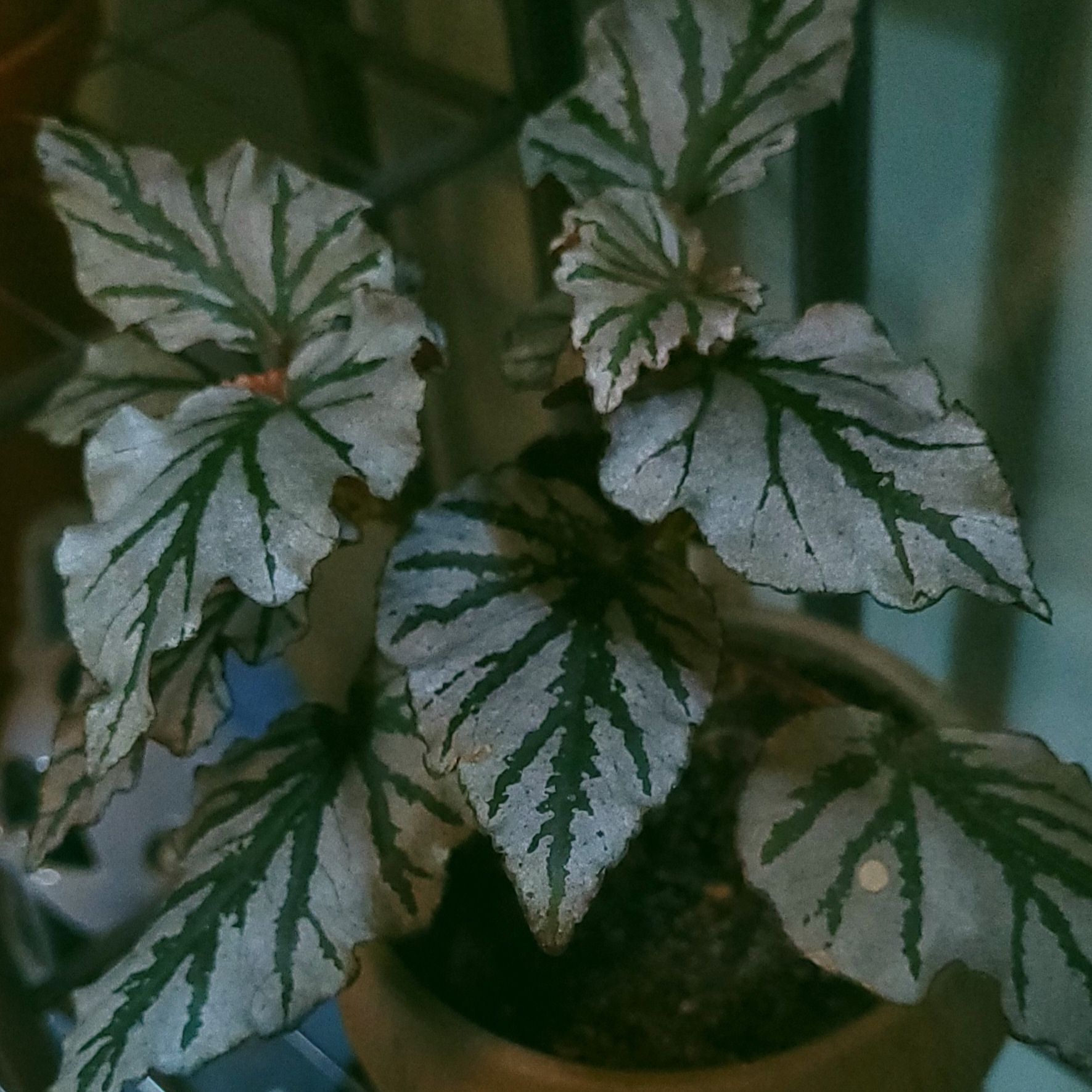 Photo of the plant species Begonia Kismet by @GracedStrapwort named Destiny on Greg, the plant care app