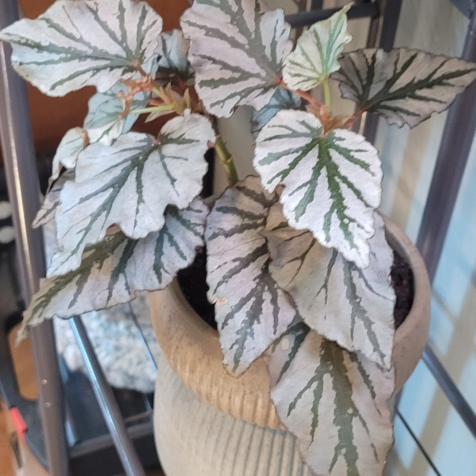 Photo of the plant species Begonia Kismet by @GracedStrapwort named Destiny on Greg, the plant care app