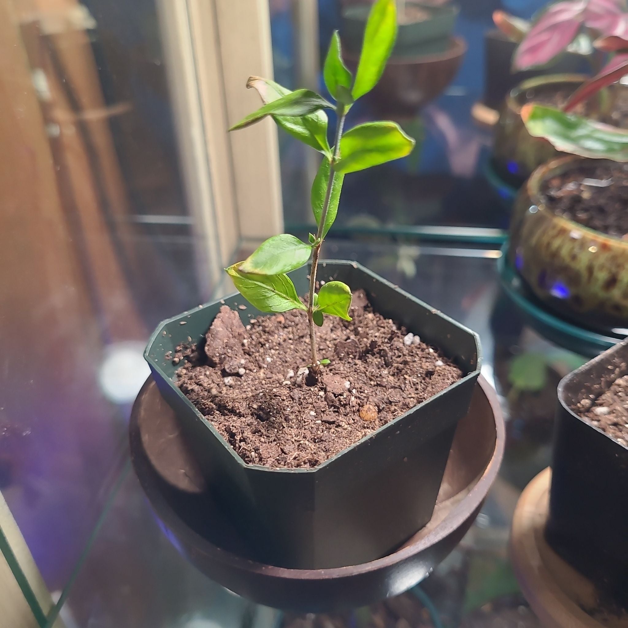 Photo of the plant species Japanese Snow Rose by @GracedStrapwort named Winter on Greg, the plant care app