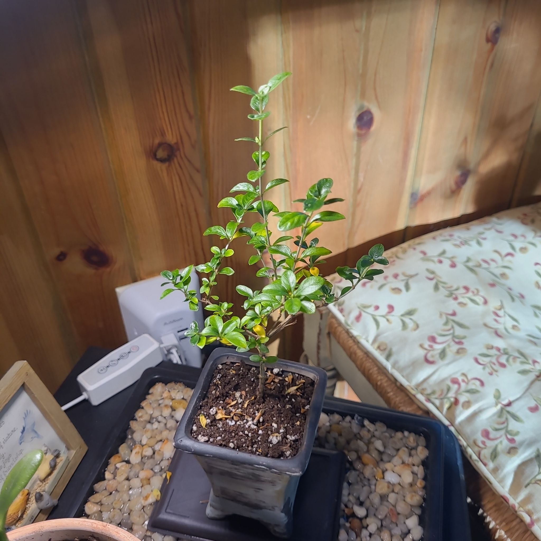 Photo of the plant species Japanese Snow Rose by @GracedStrapwort named Whitney on Greg, the plant care app