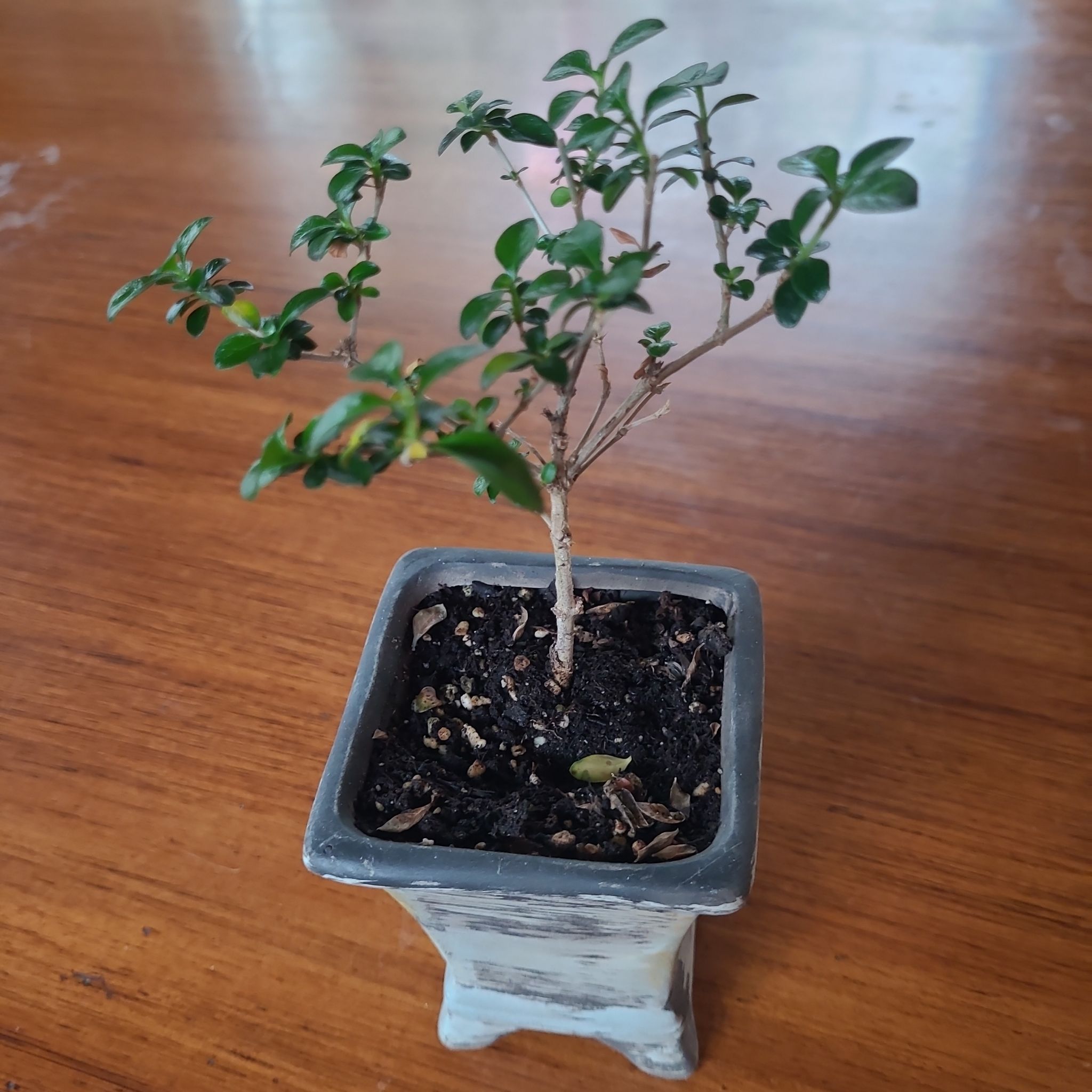 Photo of the plant species Japanese Snow Rose by @GracedStrapwort named Whitney on Greg, the plant care app