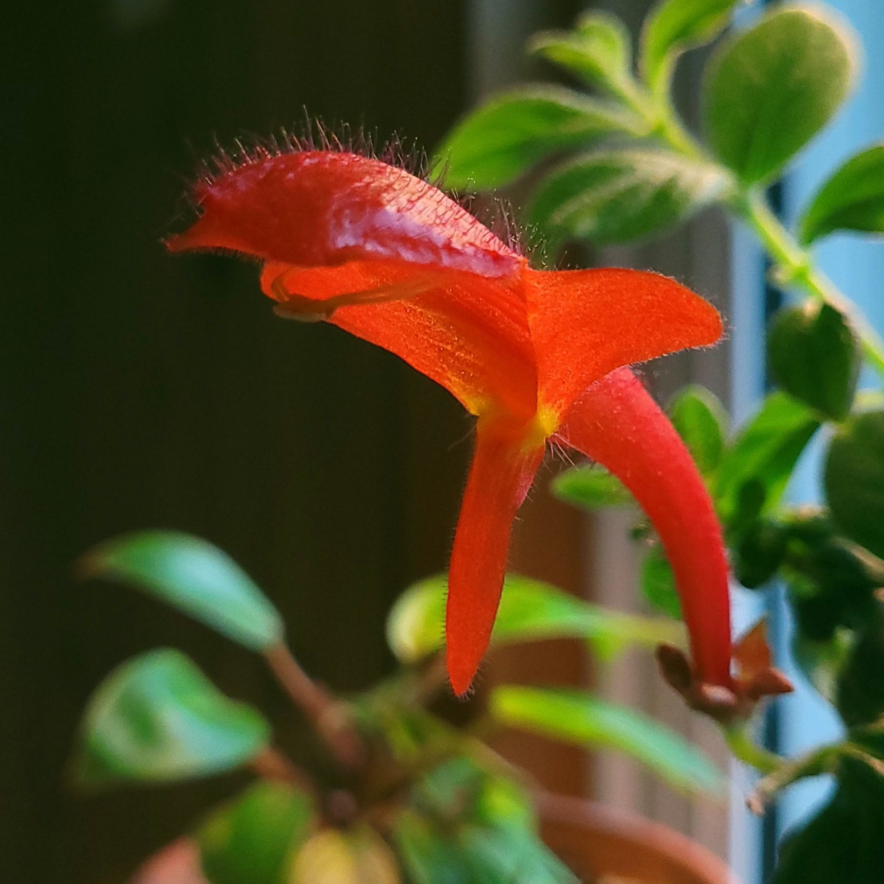 Ecco (Columnea Gloriosa)