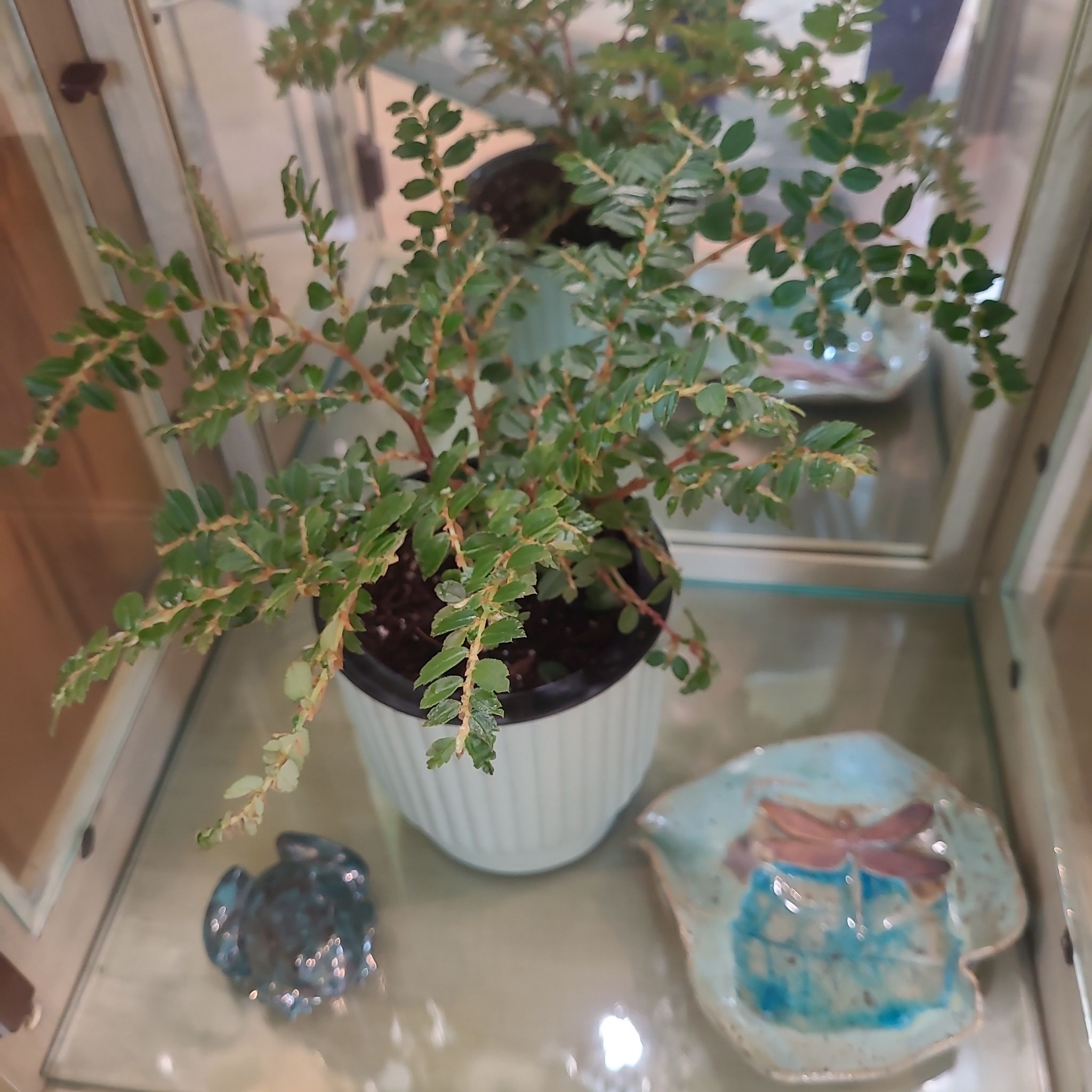 Photo of the plant species Begonia foliosa by @GracedStrapwort named Putzeysiana on Greg, the plant care app