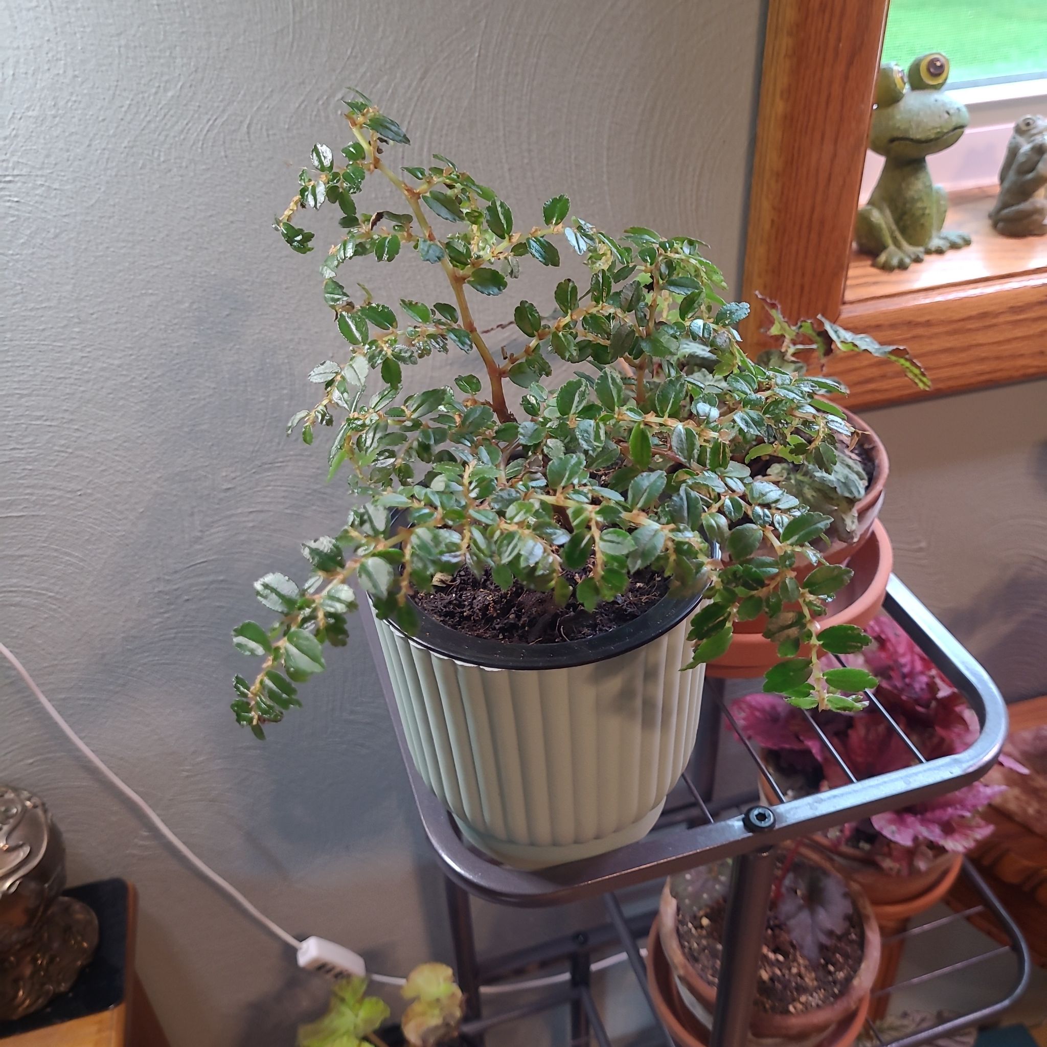 Photo of the plant species Begonia foliosa by @GracedStrapwort named Putzeysiana on Greg, the plant care app