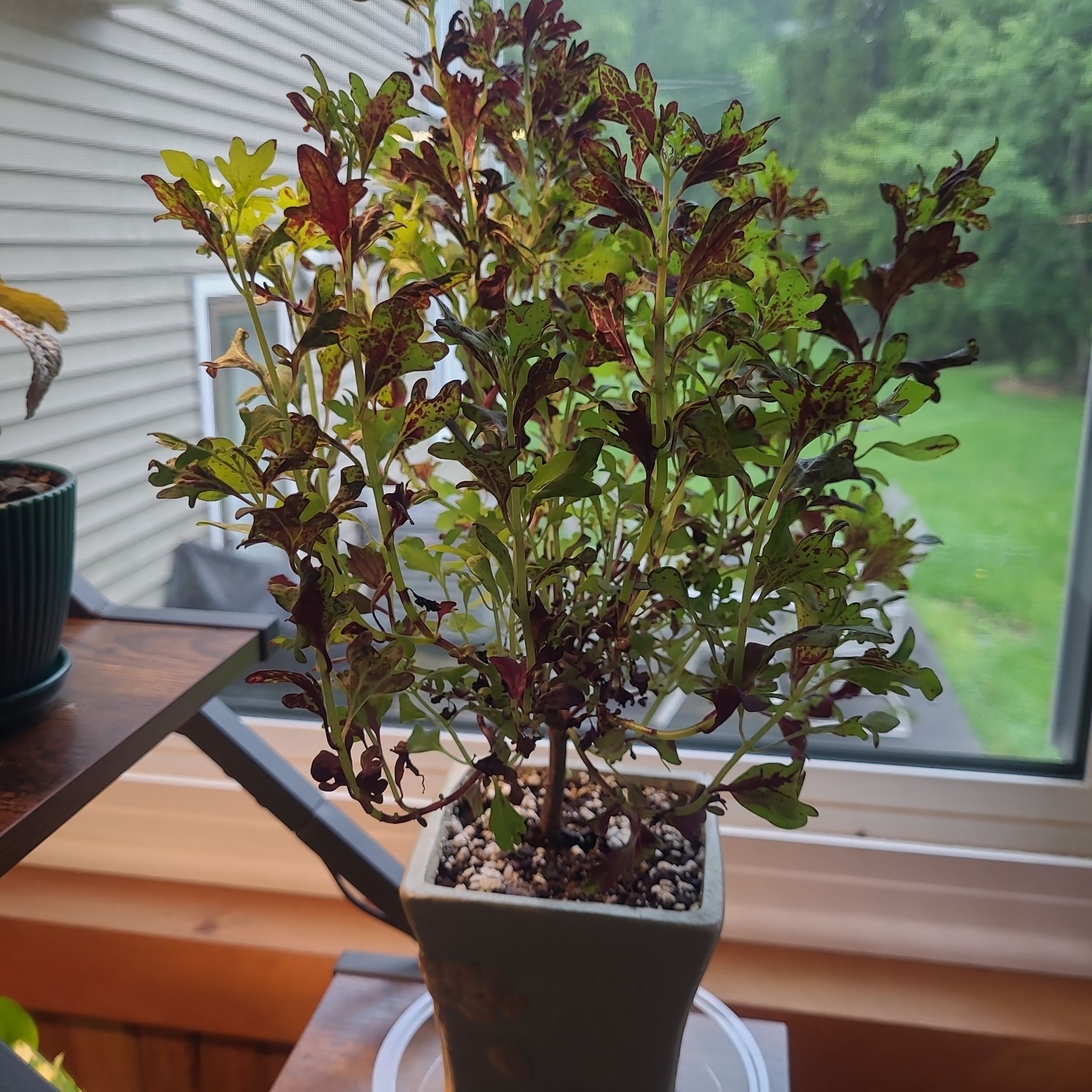 Photo of the plant species Coleus Red Maple by @GracedStrapwort named Cantigny Royale on Greg, the plant care app