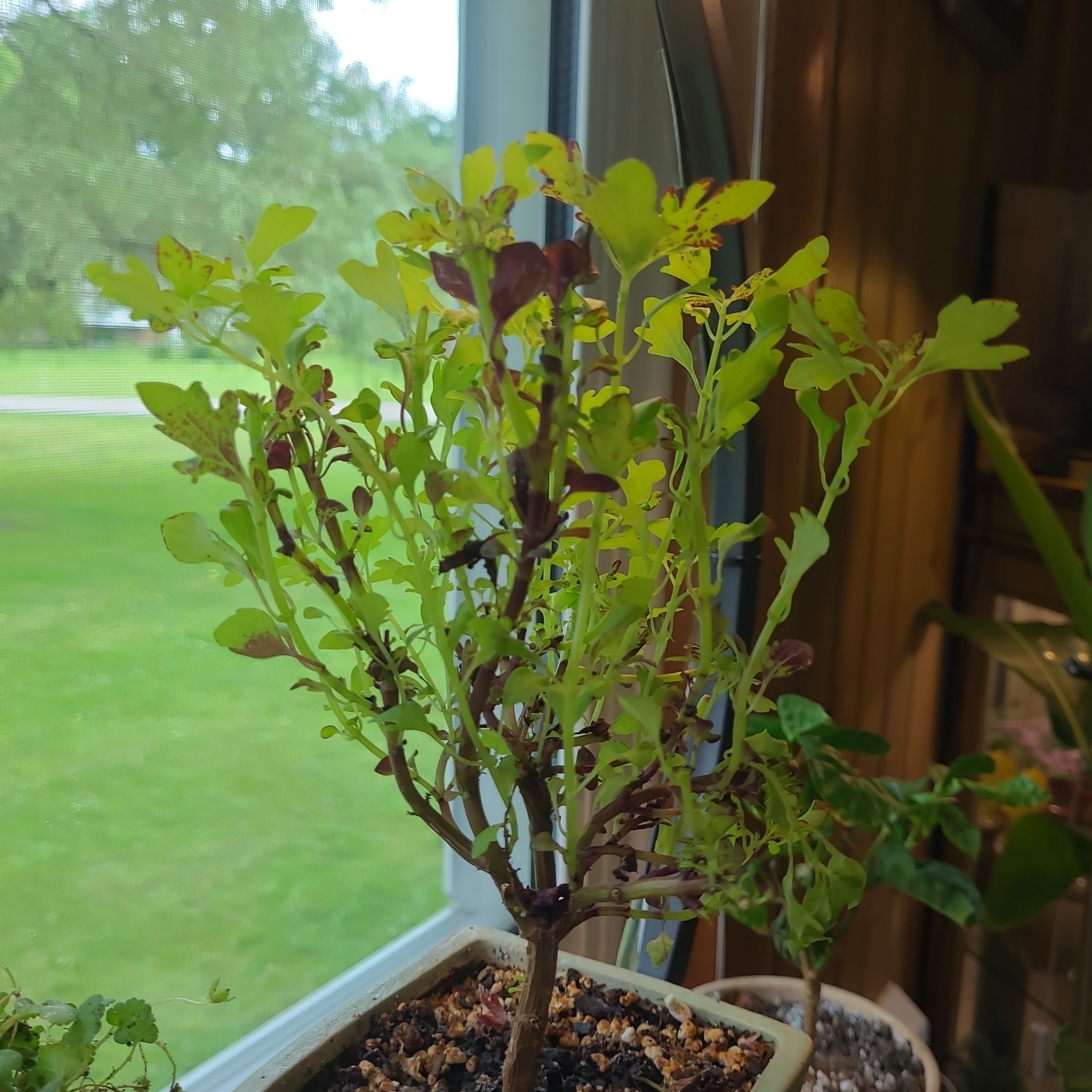 Photo of the plant species Coleus Red Maple by @GracedStrapwort named Cantigny Royale on Greg, the plant care app