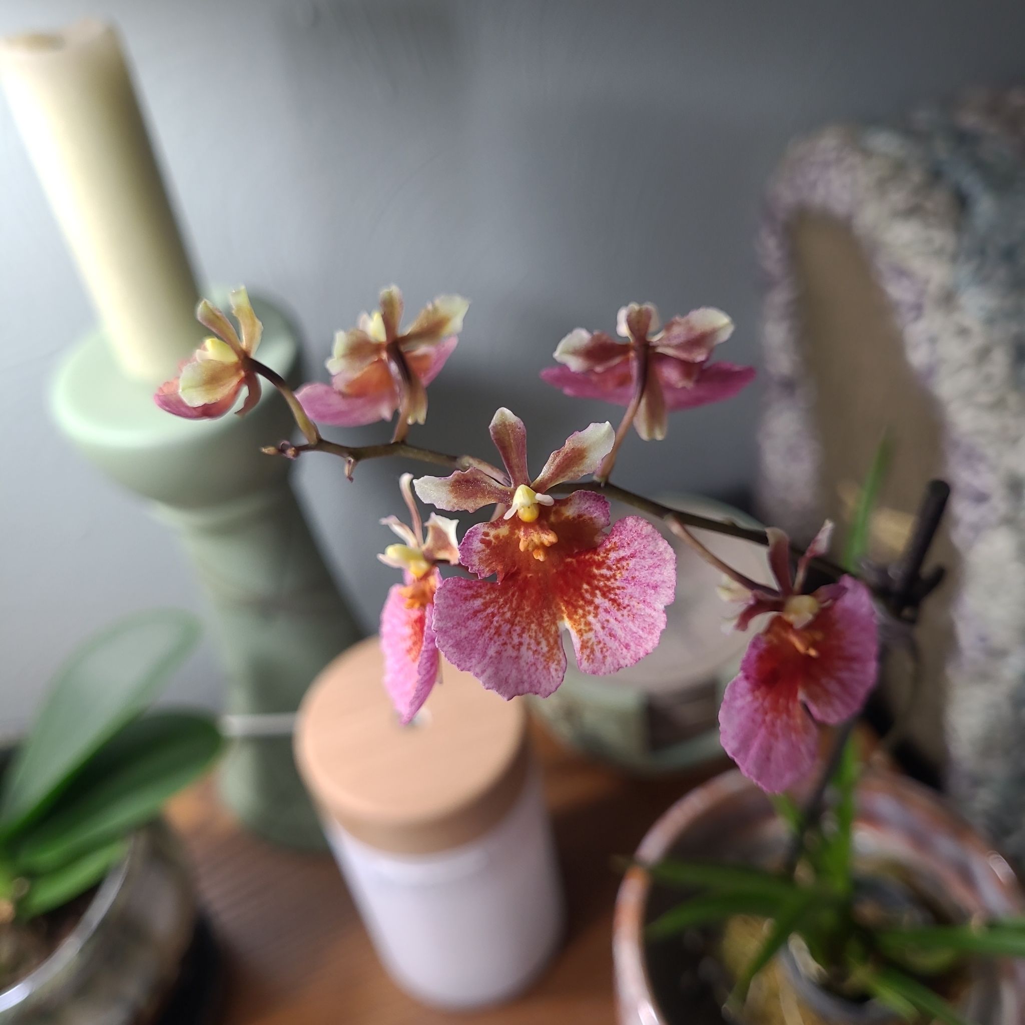 Photo of the plant species Tolumnia Orchid by @GracedStrapwort named Tiny Dancer on Greg, the plant care app