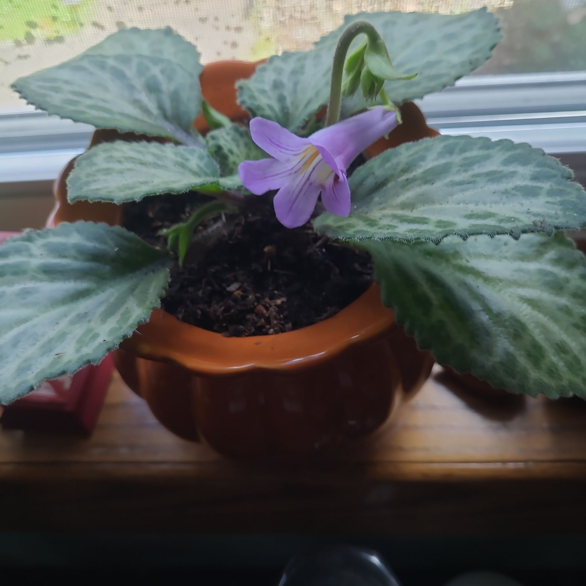 Photo of the plant species Loki Asian Violet by @GracedStrapwort named Loki on Greg, the plant care app