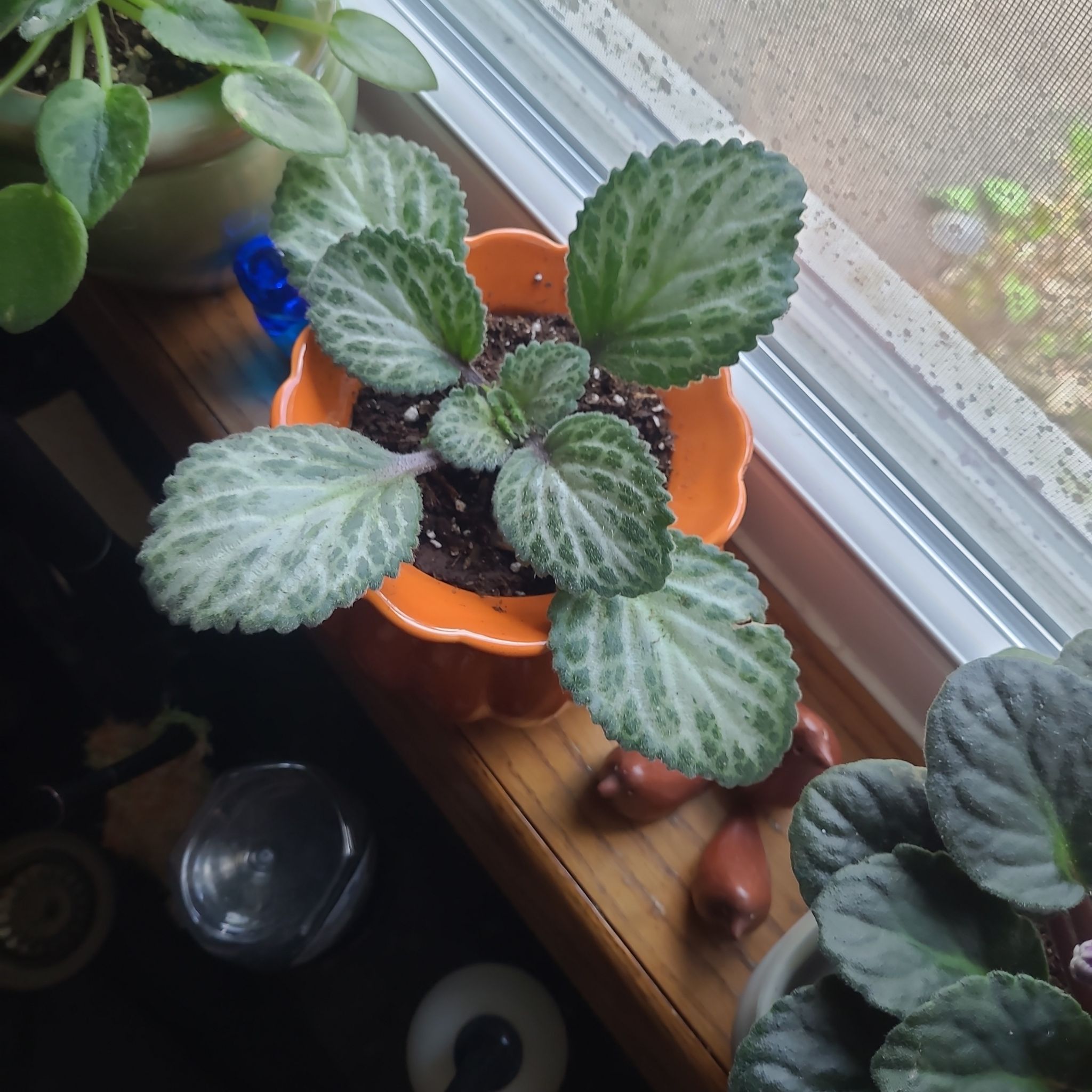 Photo of the plant species Loki Asian Violet by @GracedStrapwort named Loki on Greg, the plant care app