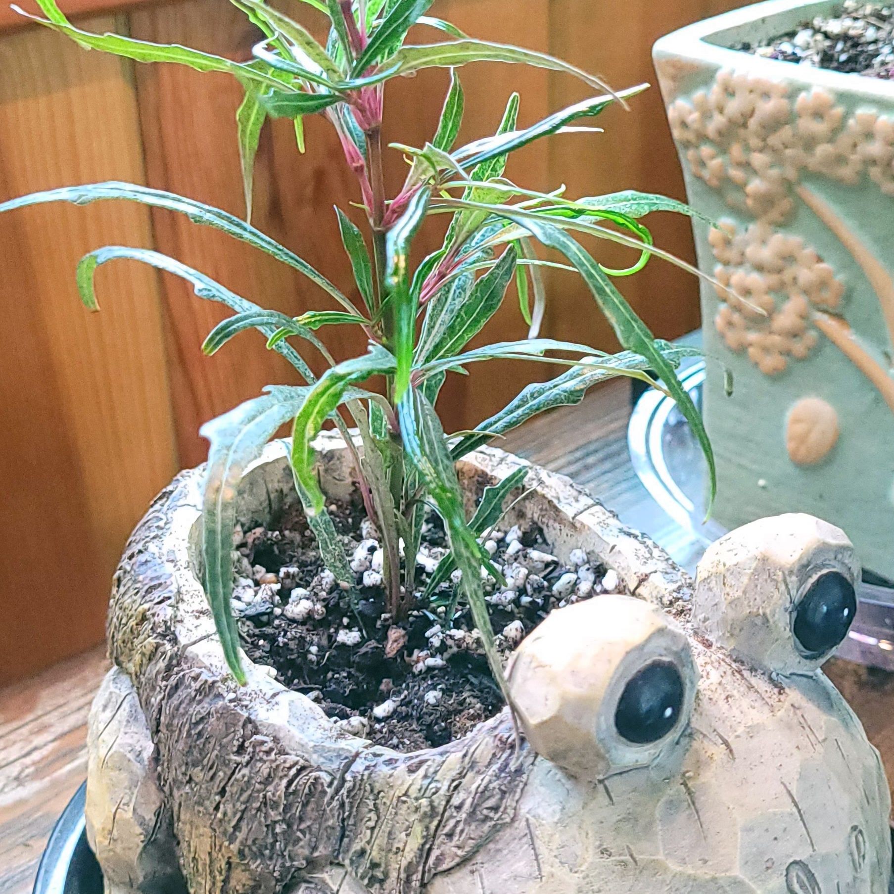 Photo of the plant species Twilight Orchid by @GracedStrapwort named Elliott on Greg, the plant care app