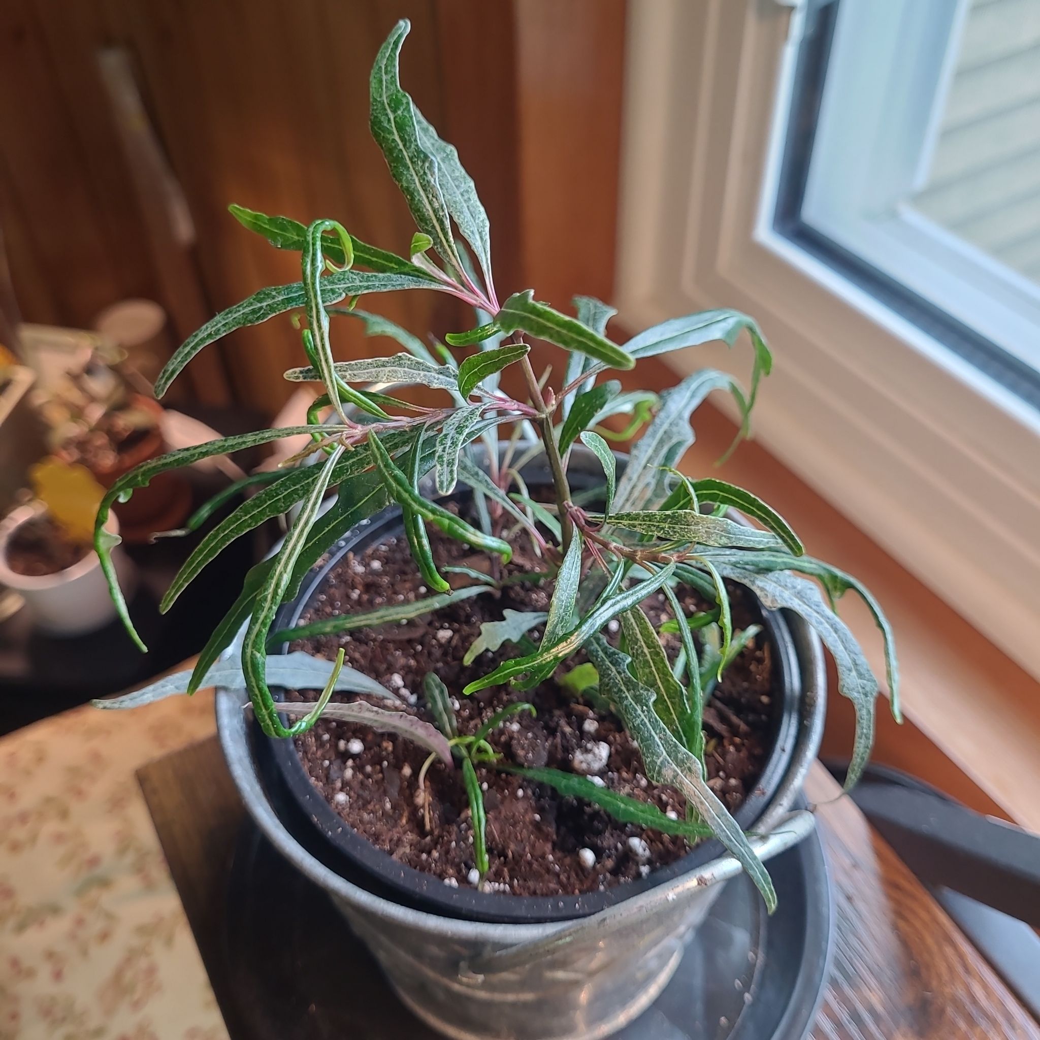 Photo of the plant species Dragon's Tongue by @GracedStrapwort named Elliott on Greg, the plant care app