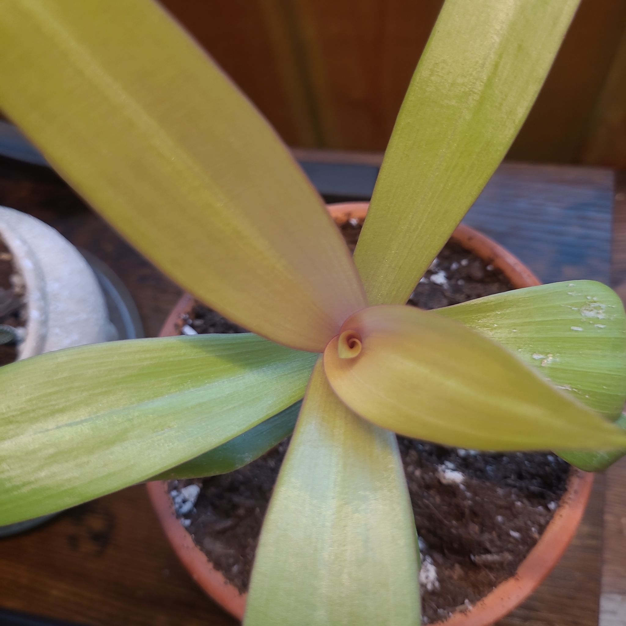Photo of the plant species Sitara's Gold by @GracedStrapwort named Goldie on Greg, the plant care app