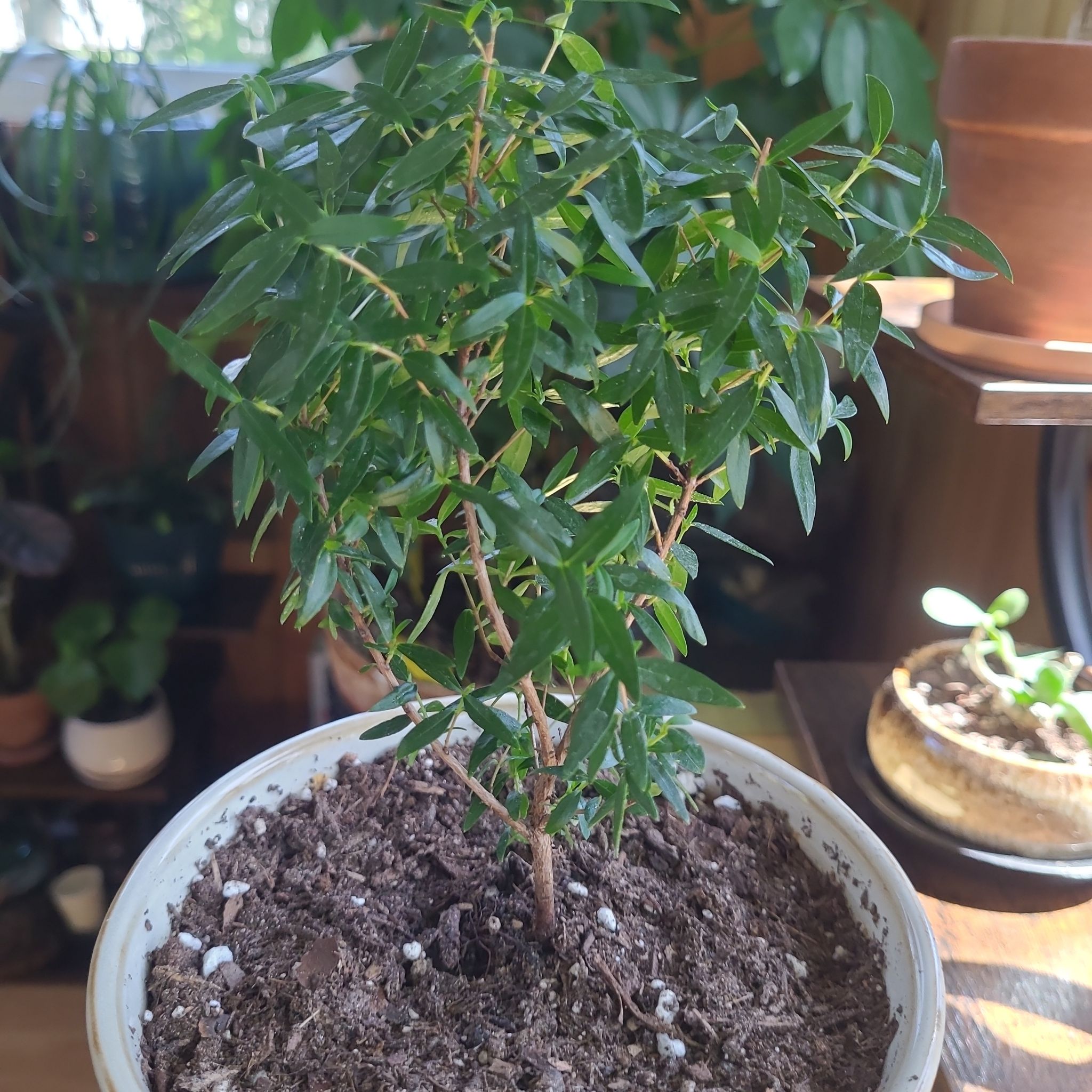 Photo of the plant species Sweet Myrtle by @GracedStrapwort named Myrtle on Greg, the plant care app