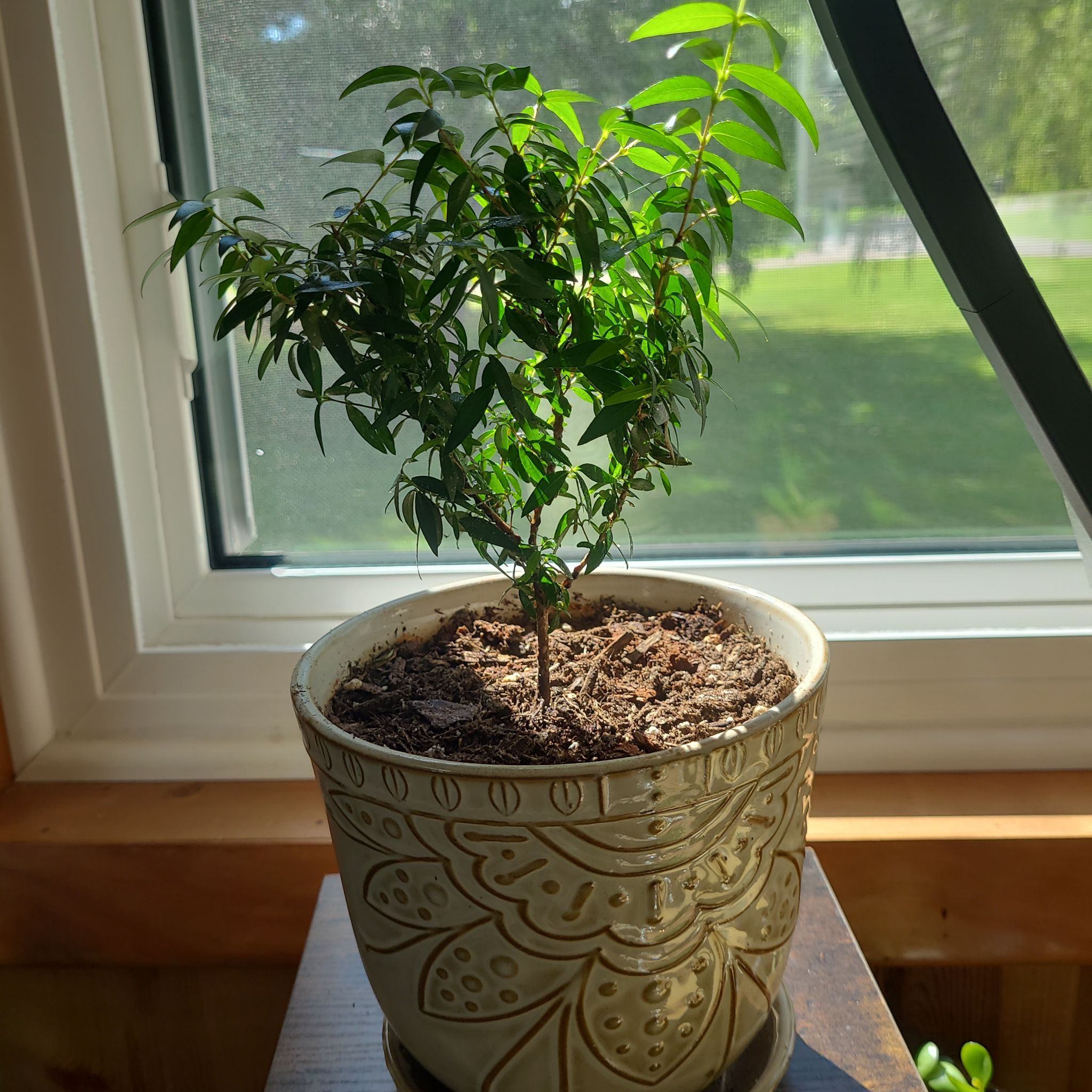 Photo of the plant species Sweet Myrtle by @GracedStrapwort named Myrtle on Greg, the plant care app