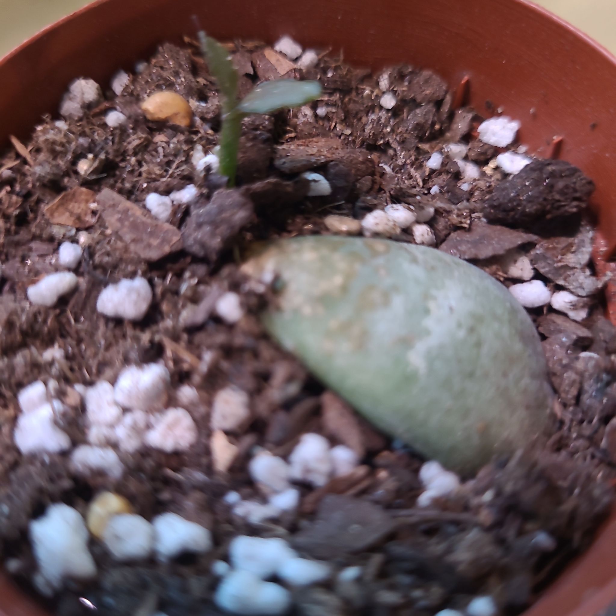 Photo of the plant species Calico Hearts by @GracedStrapwort named Kylie on Greg, the plant care app