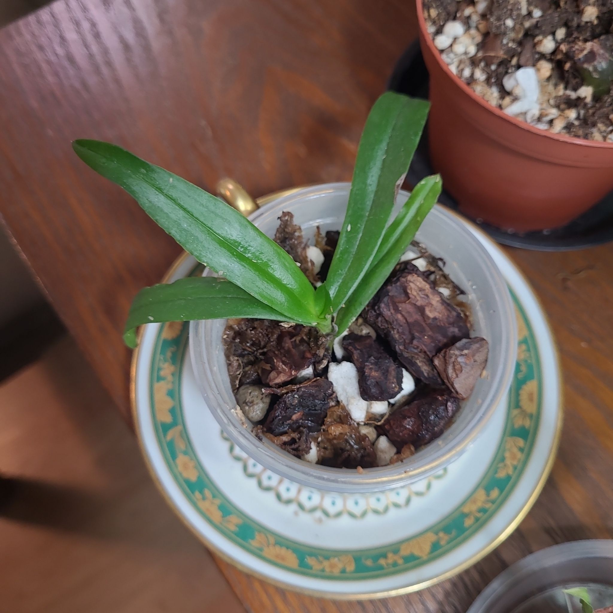 Photo of the plant species Japanese Gastrochilus by @GracedStrapwort named Mellow yellow on Greg, the plant care app