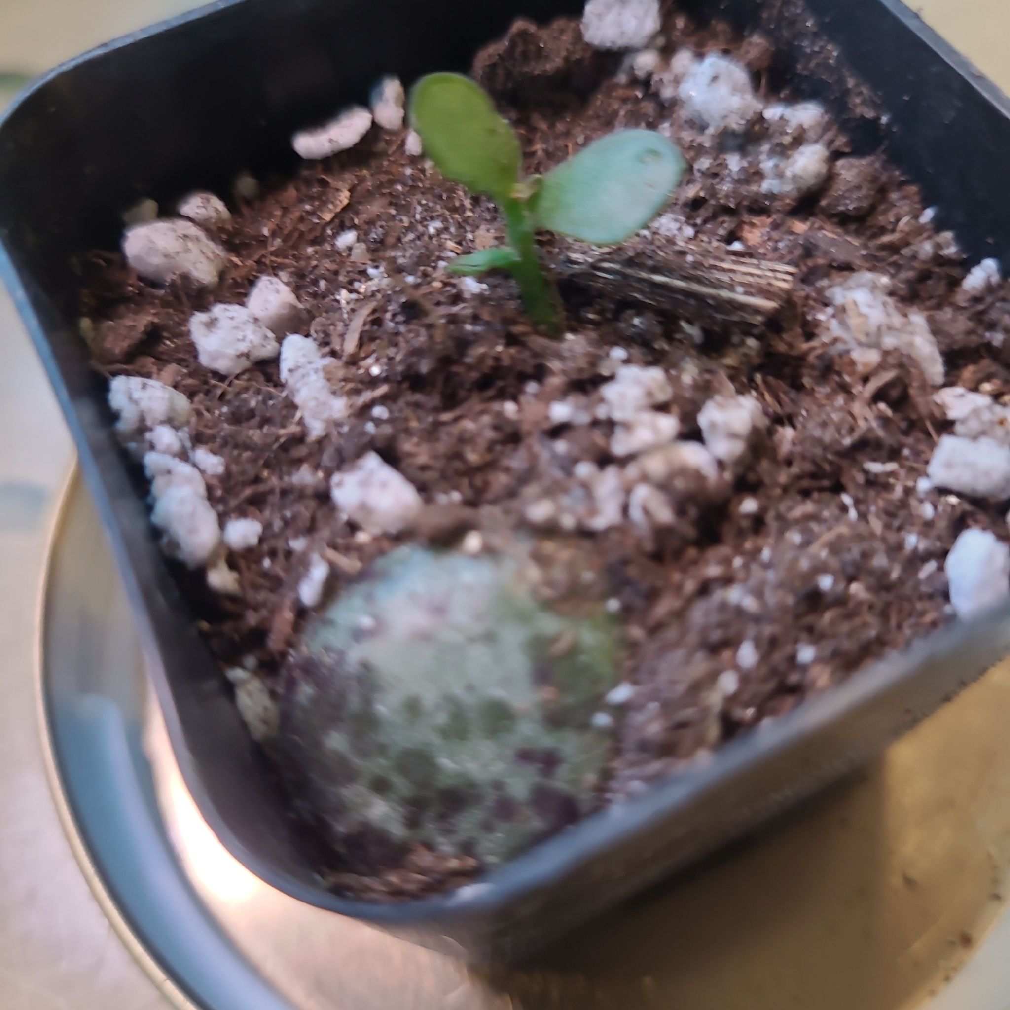 Photo of the plant species Calico Hearts by @GracedStrapwort named Mollie on Greg, the plant care app