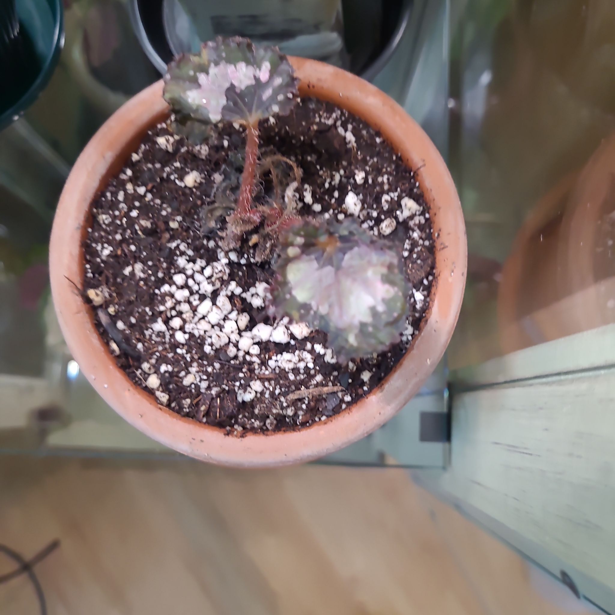 Photo of the plant species Rex Begonia 'Salsa' by @GracedStrapwort named Salsa on Greg, the plant care app