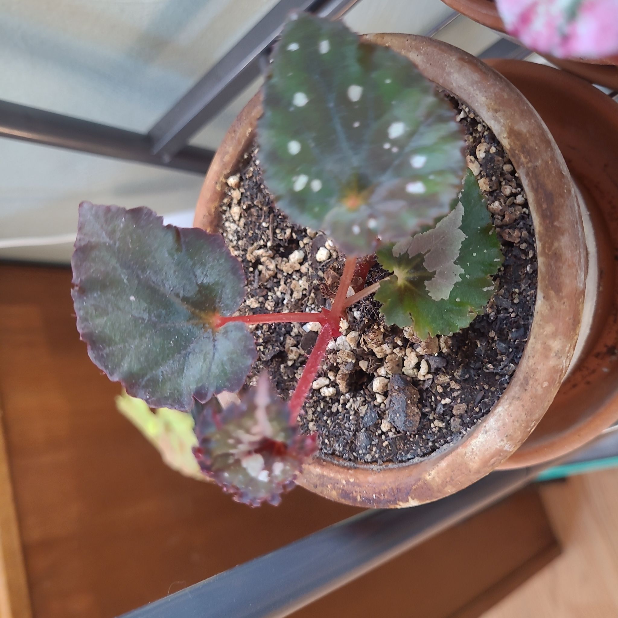 Photo of the plant species Rex Begonia 'Salsa' by @GracedStrapwort named Salsa on Greg, the plant care app