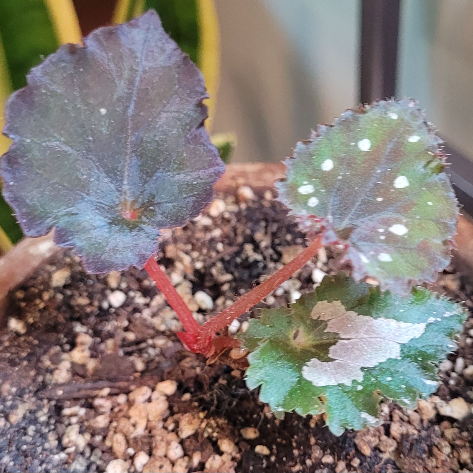 Photo of the plant species Rex Begonia 'Salsa' by @GracedStrapwort named Salsa on Greg, the plant care app