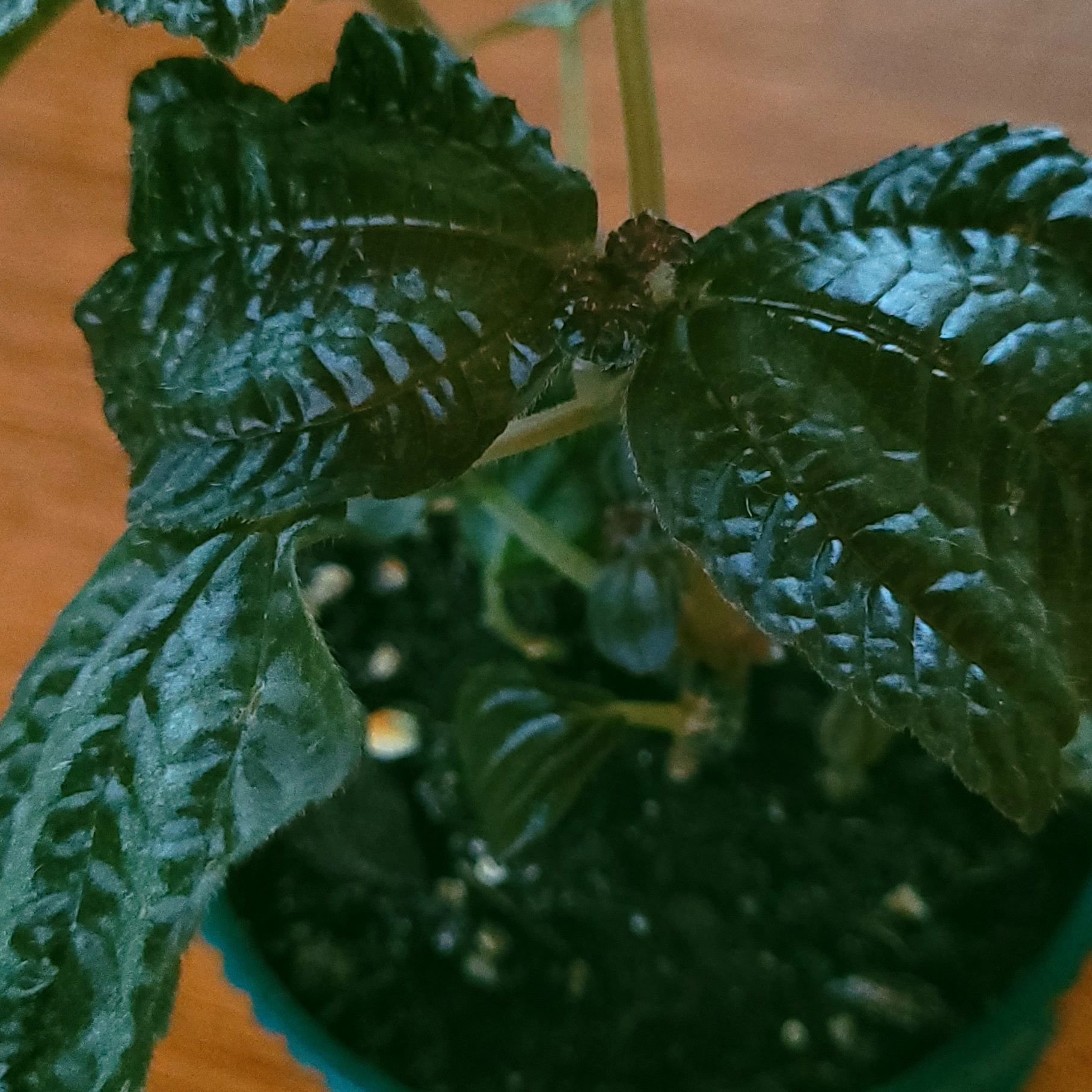 Photo of the plant species Pilea involucrata 'Norfolk' by @GracedStrapwort named Buddy on Greg, the plant care app