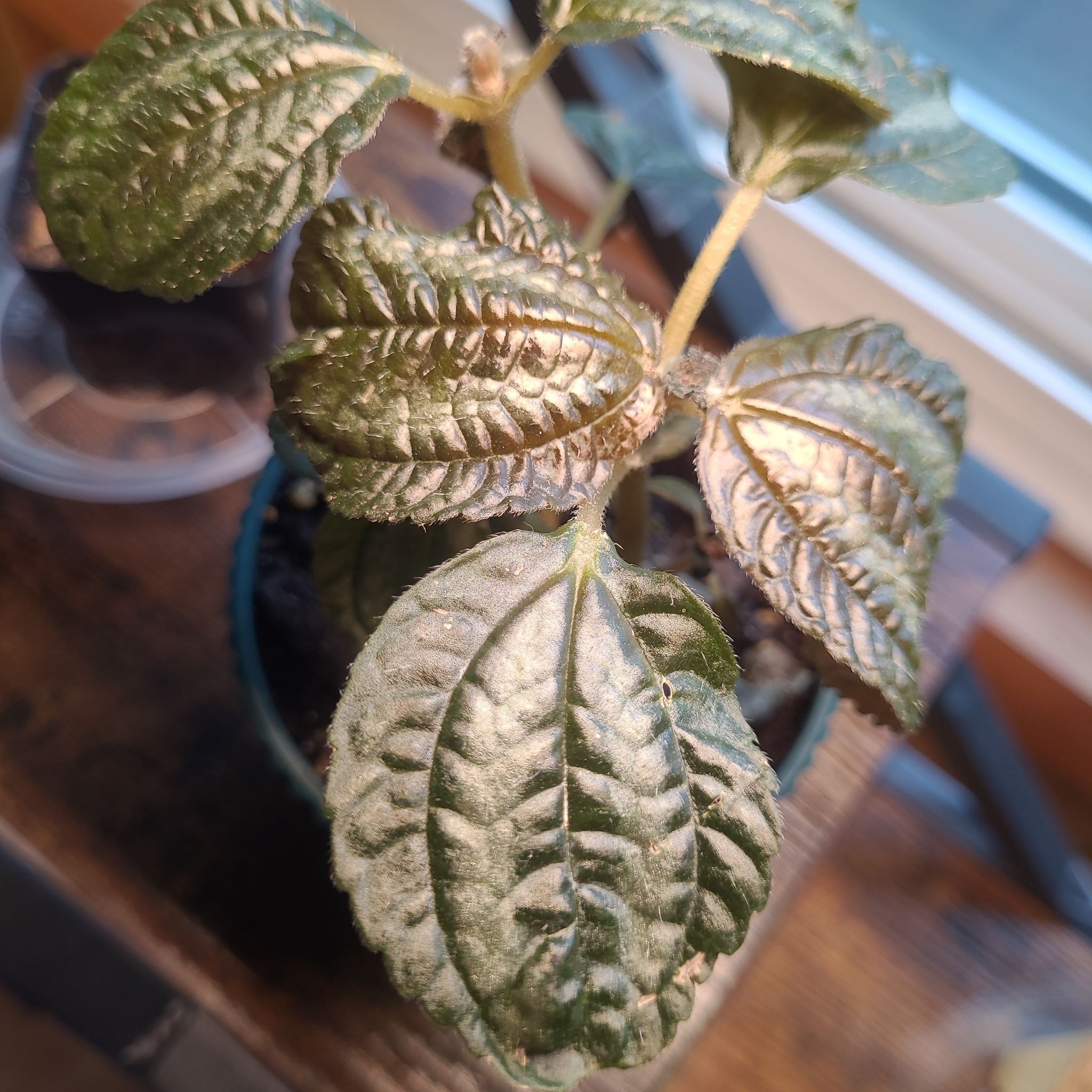 Photo of the plant species Pilea involucrata 'Norfolk' by @GracedStrapwort named Buddy (Friendship Plant) on Greg, the plant care app