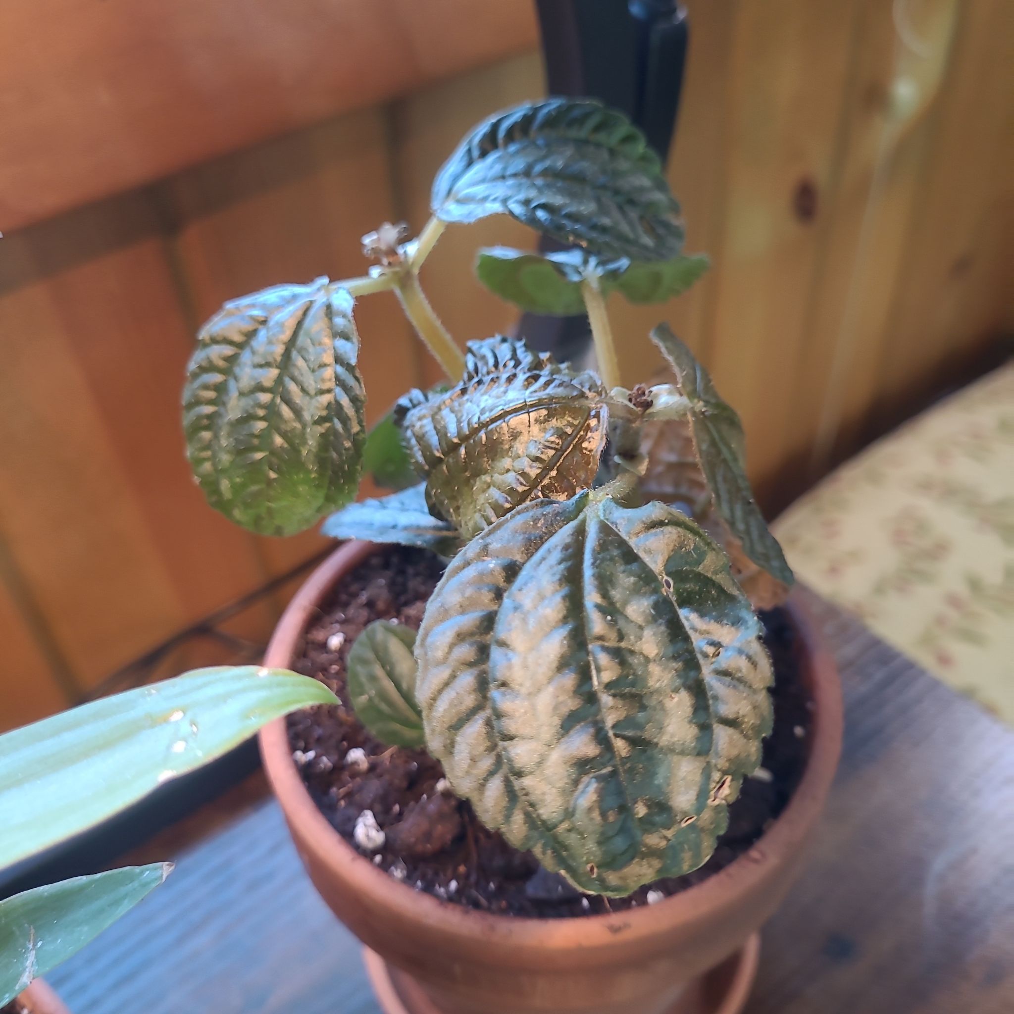 Photo of the plant species Pilea involucrata 'Norfolk' by @GracedStrapwort named Buddy (Friendship Plant) on Greg, the plant care app