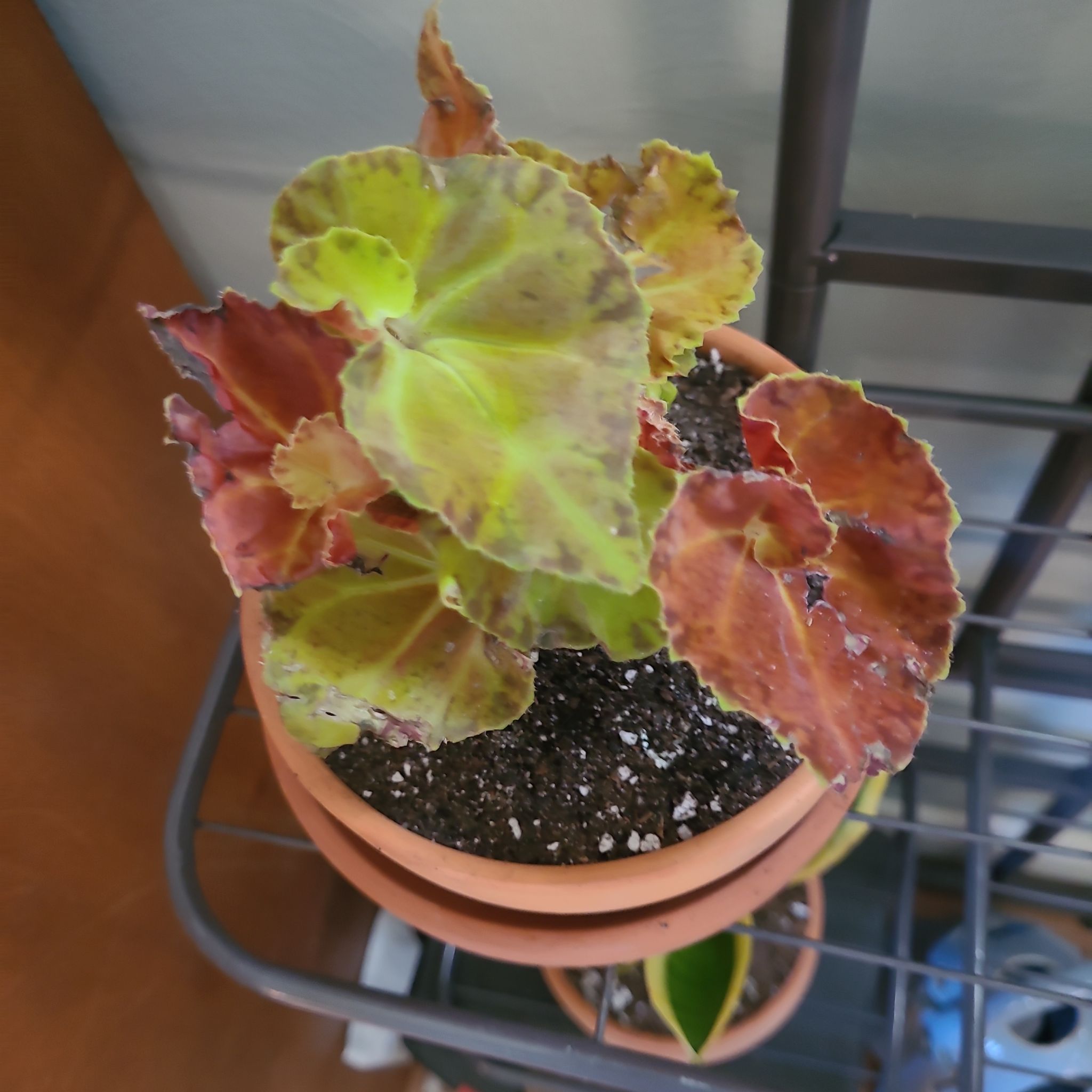 Photo of the plant species Rhizo Begonia by @GracedStrapwort named Martha Stewart on Greg, the plant care app