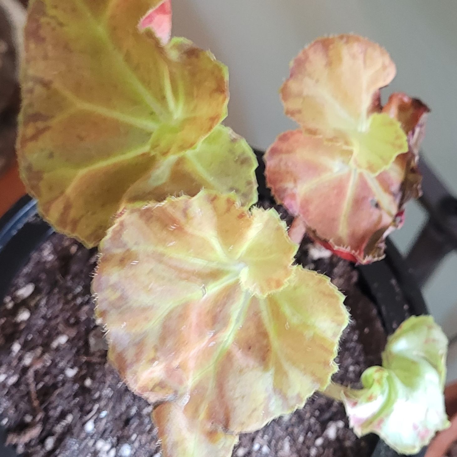 Photo of the plant species Rhizo Begonia by @GracedStrapwort named Martha Stewart on Greg, the plant care app