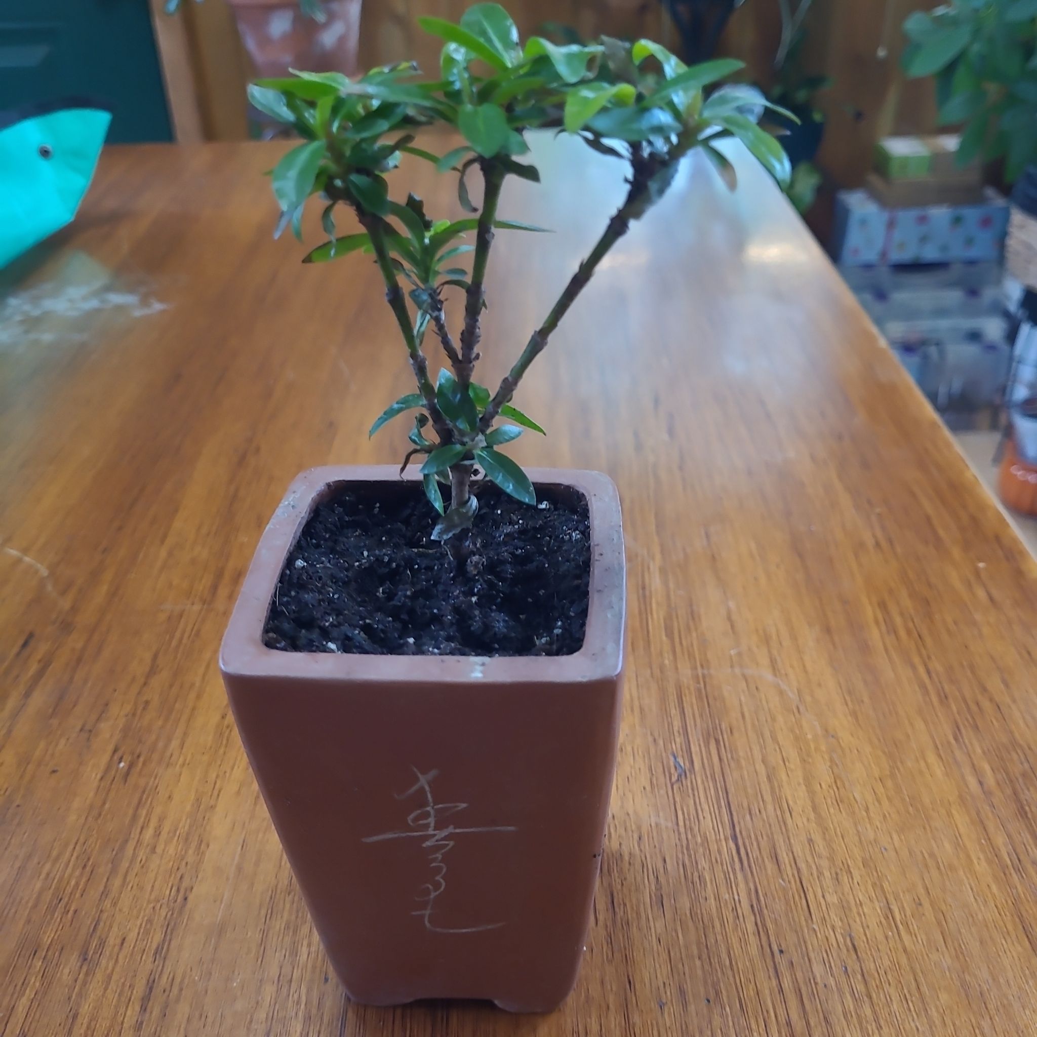 Photo of the plant species Dwarf Ixora by @GracedStrapwort named Orange crush on Greg, the plant care app