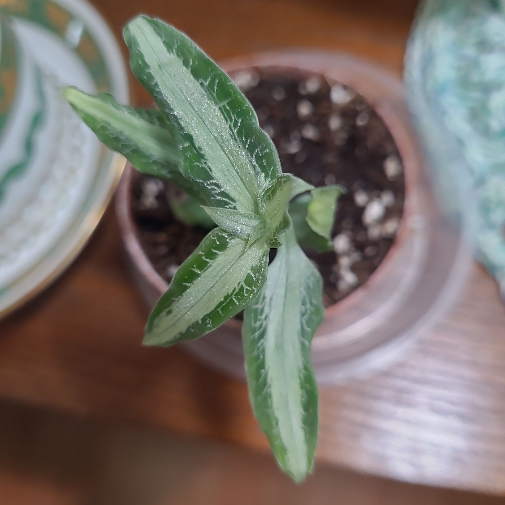 Photo of the plant species Jewel Orchid by @GracedStrapwort named Aspidogyne Argentea on Greg, the plant care app