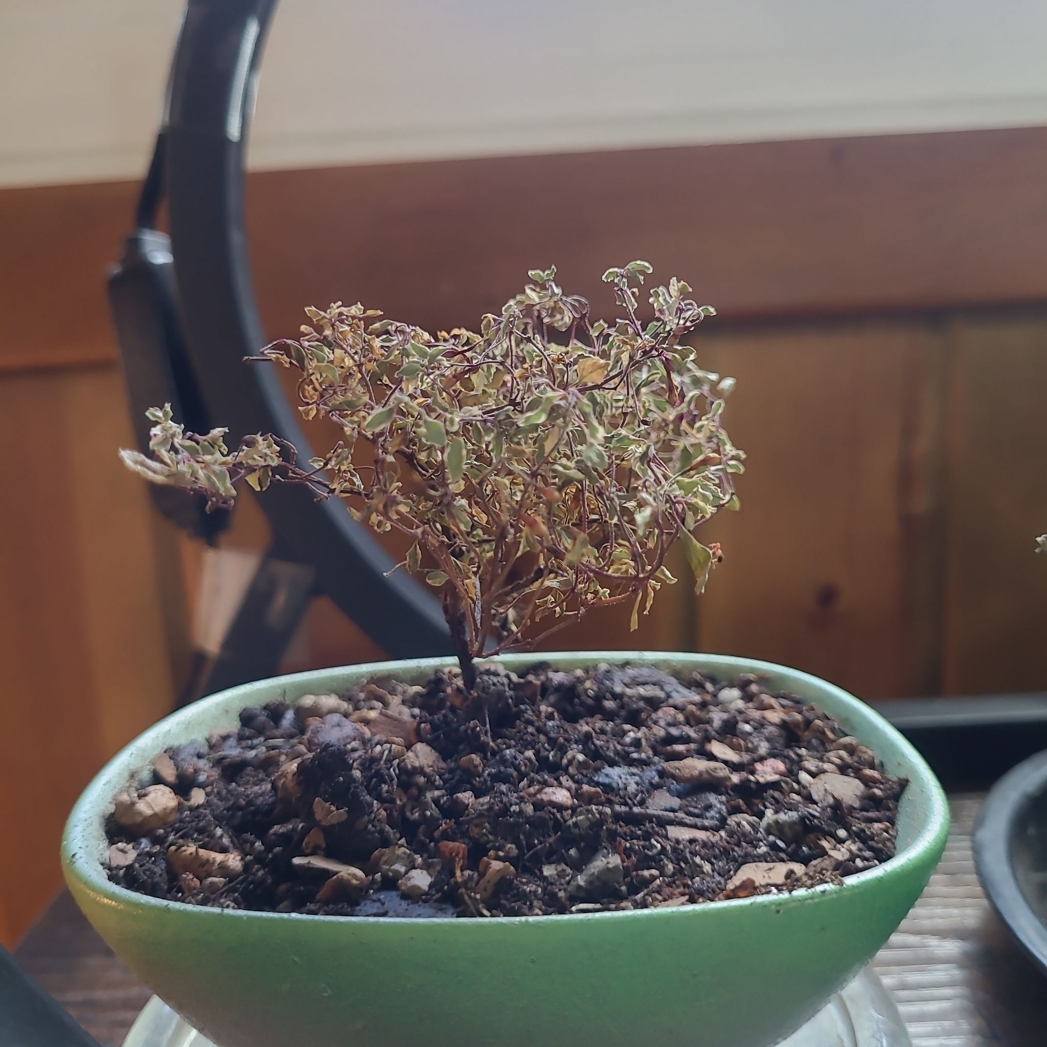 Photo of the plant species Fuchsia 'Lottie Hobby Variegated' by @GracedStrapwort named Lottie on Greg, the plant care app