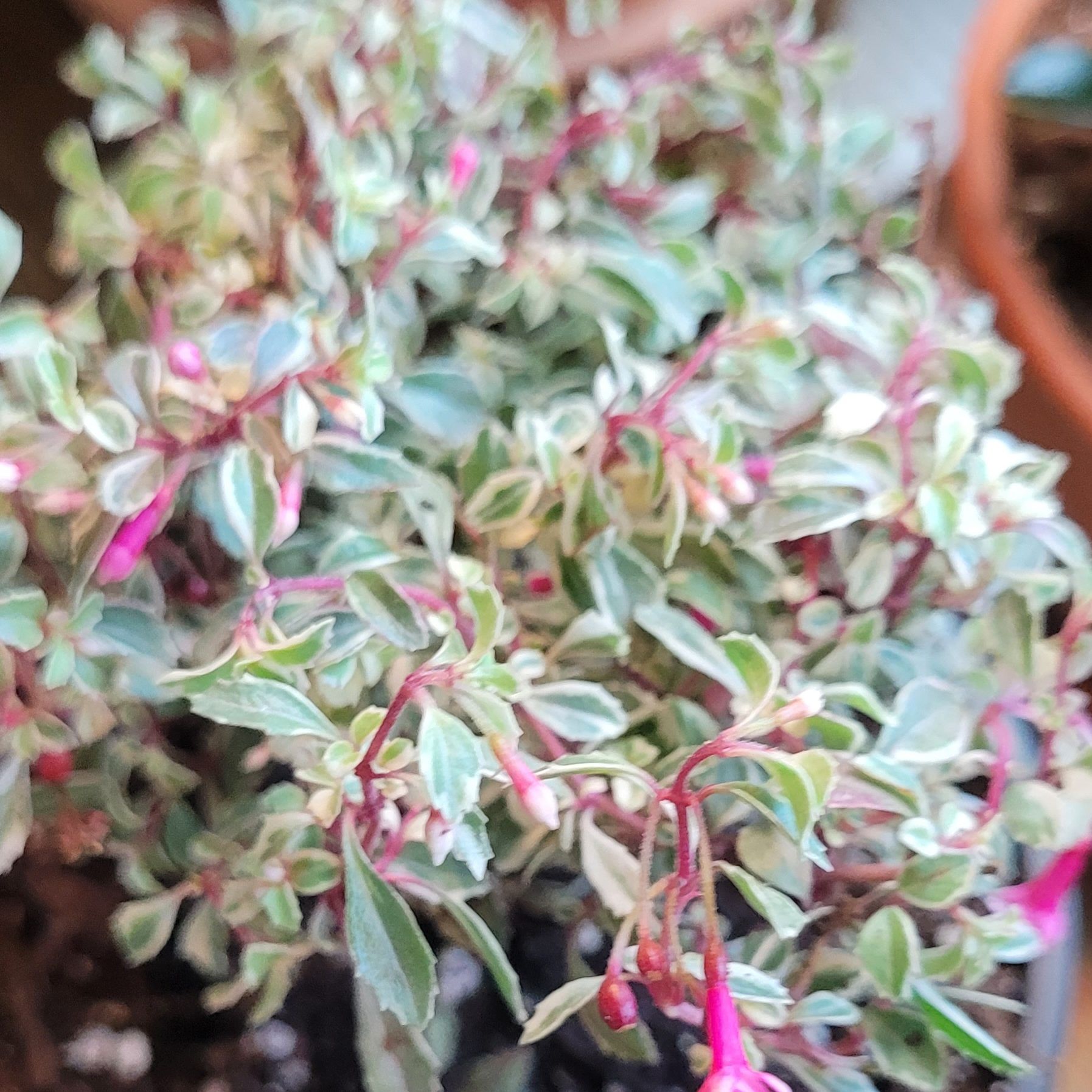 Photo of the plant species Fuchsia 'Lottie Hobby Variegated' by @GracedStrapwort named Lottie on Greg, the plant care app