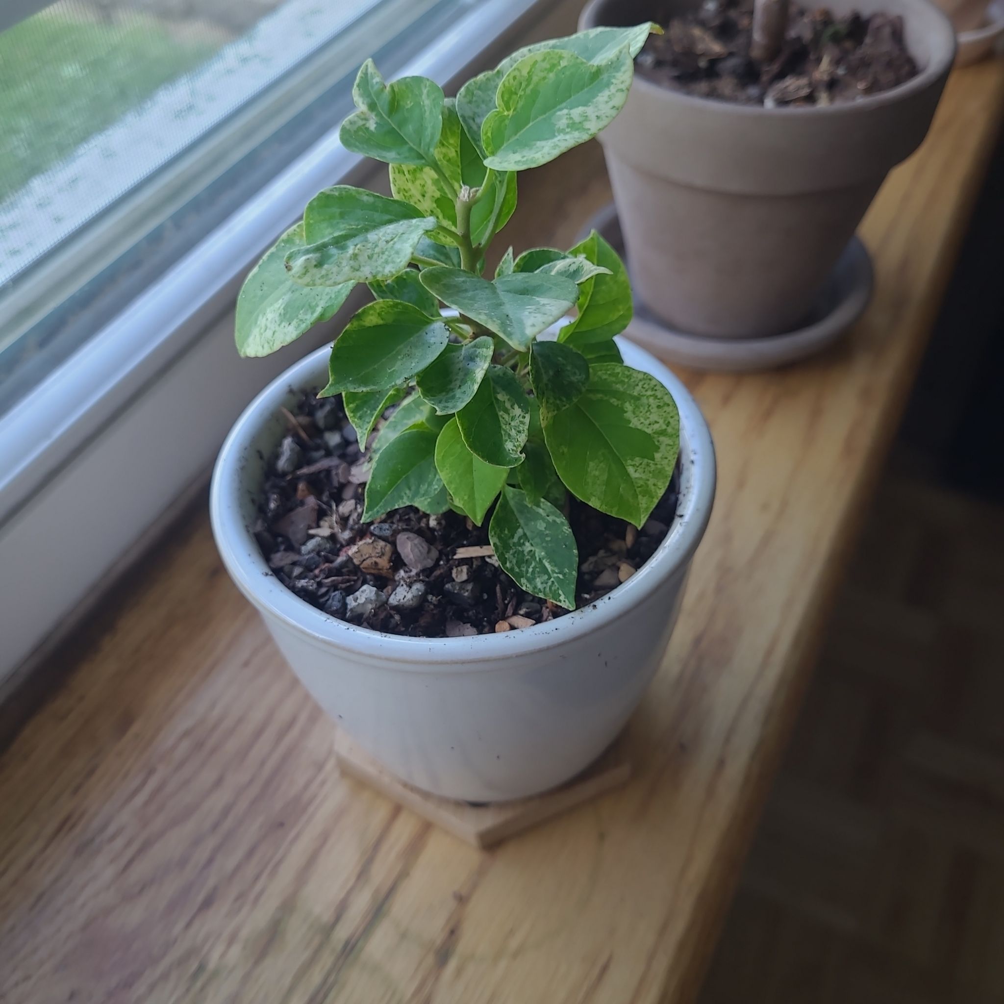 Photo of the plant species Bougainvillea Pixie Queen Dwarf by @GracedStrapwort named Pixie on Greg, the plant care app