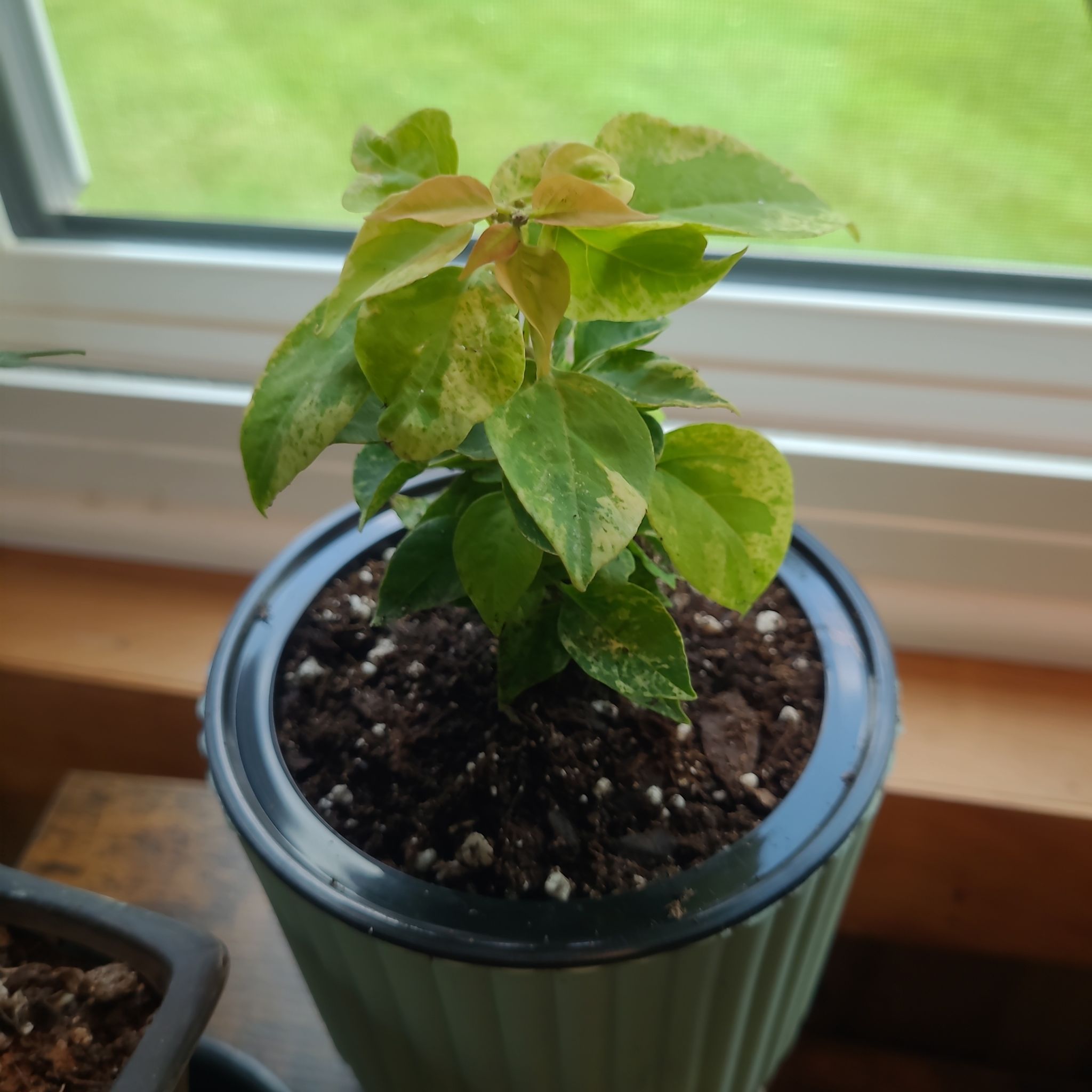 Photo of the plant species Bougainvillea Pixie Queen Dwarf by @GracedStrapwort named Pixie on Greg, the plant care app