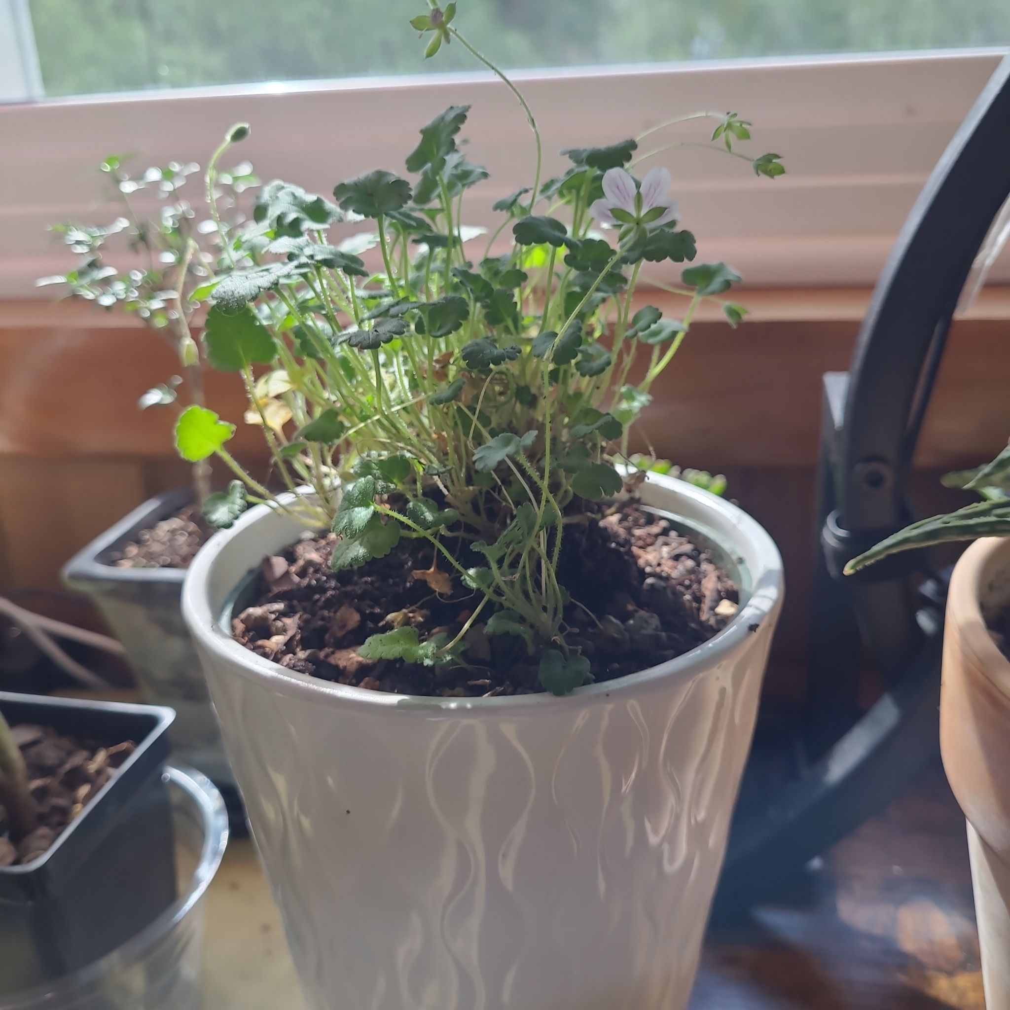 Photo of the plant species Dwarf White Heron's Bill by @GracedStrapwort named Fae on Greg, the plant care app