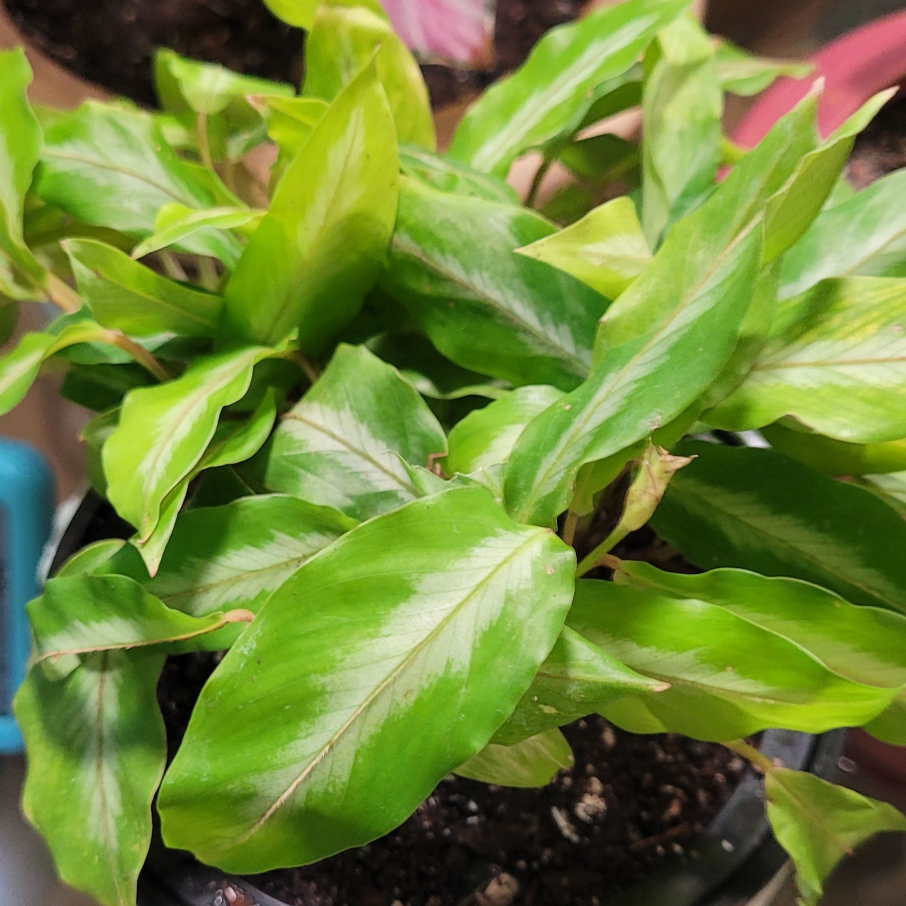 Photo of the plant species Micans Calathea by @GracedStrapwort named Meehams Miniature on Greg, the plant care app