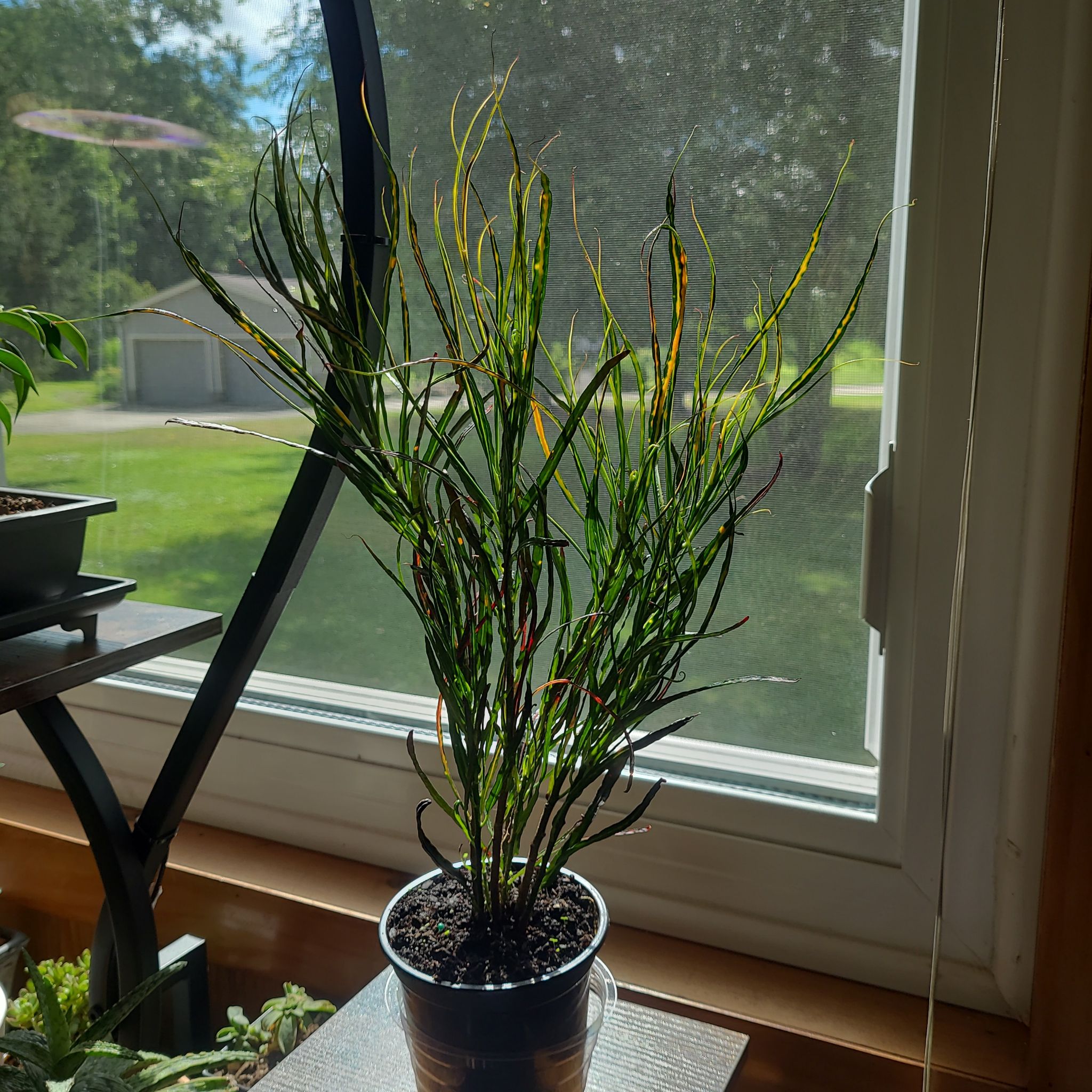 Photo of the plant species Picasso's Paintbrush by @GracedStrapwort named Picasso on Greg, the plant care app